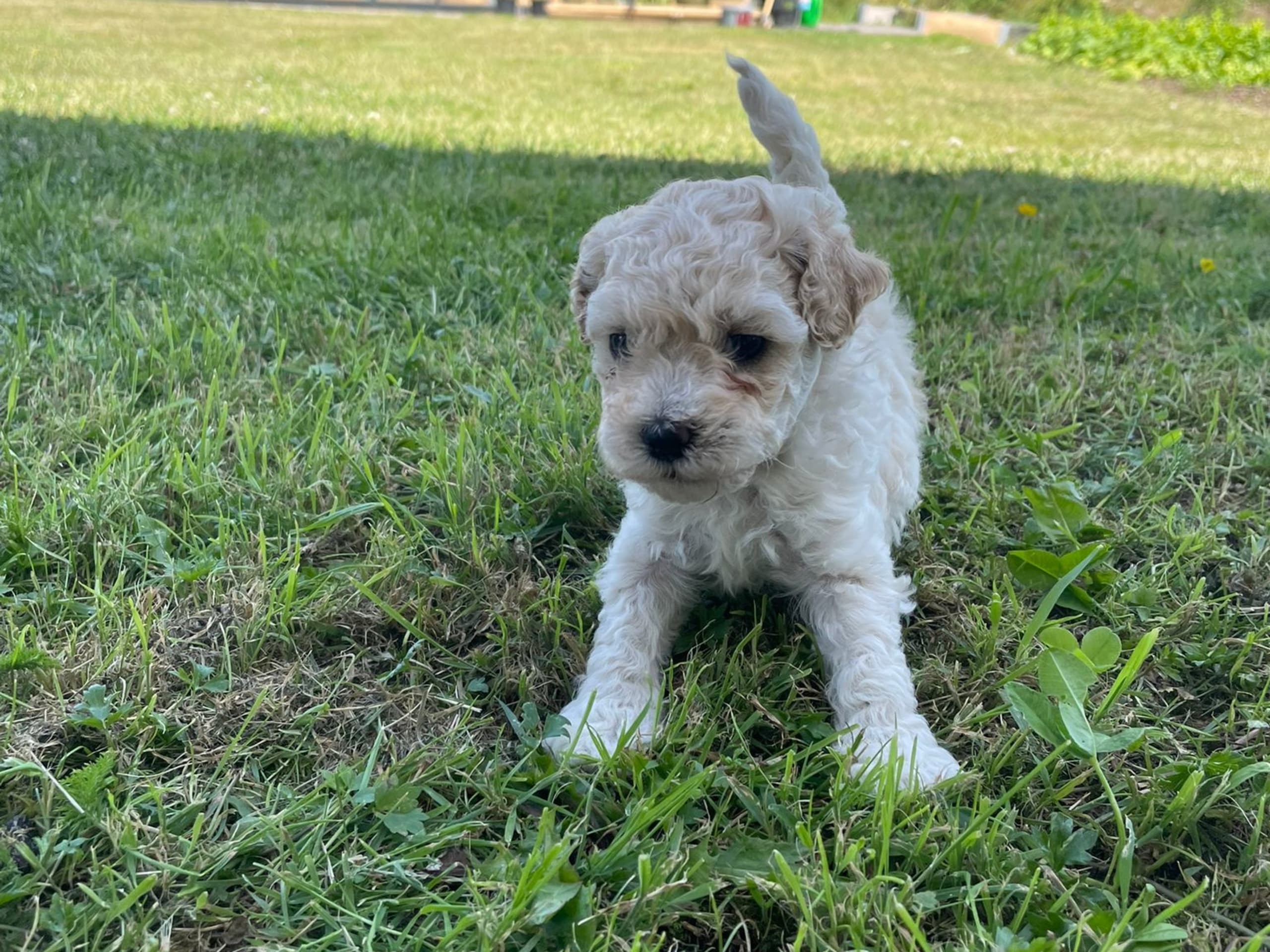 Maltipoo · Hässleholm · Daniela K.