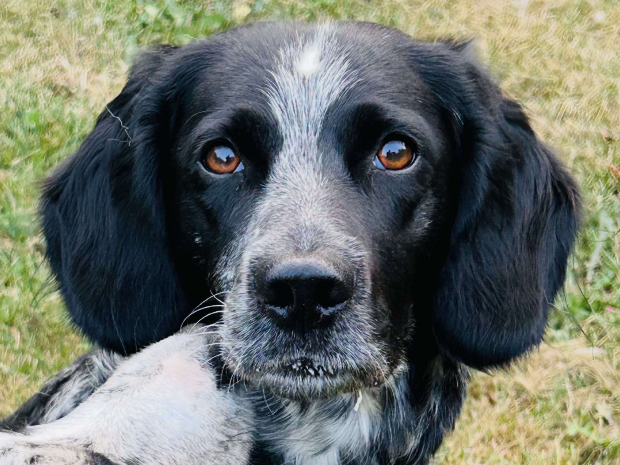 Border colliemix · östhammar · Ranch Siikavaara