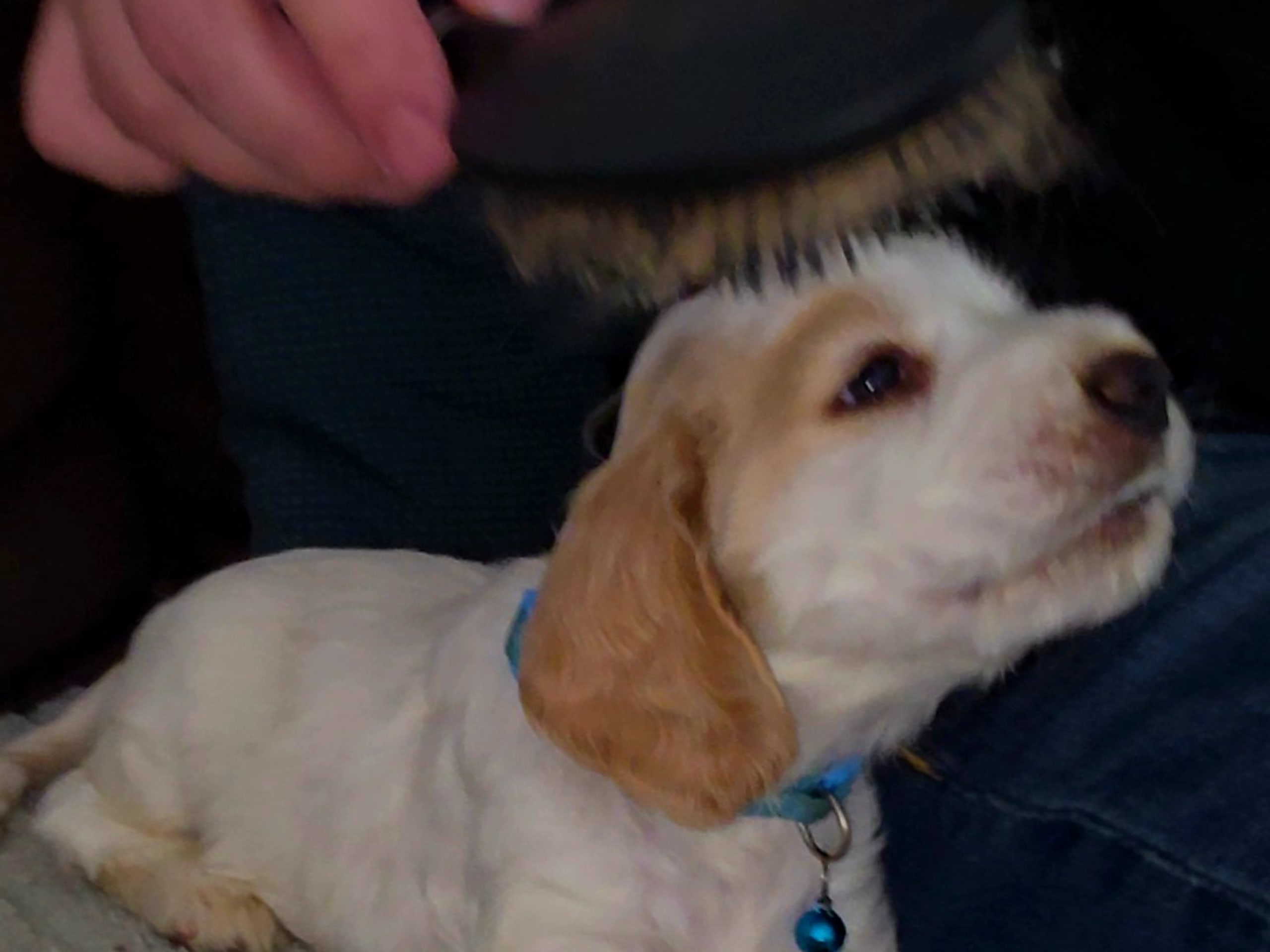 Cocker Spaniel