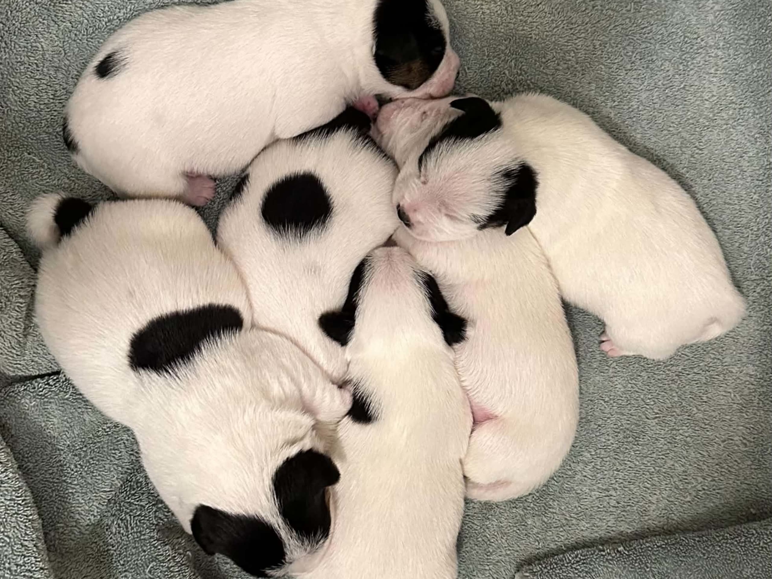 Jack Russell Terrier · Knivsta · LIMELIGHT Kennels