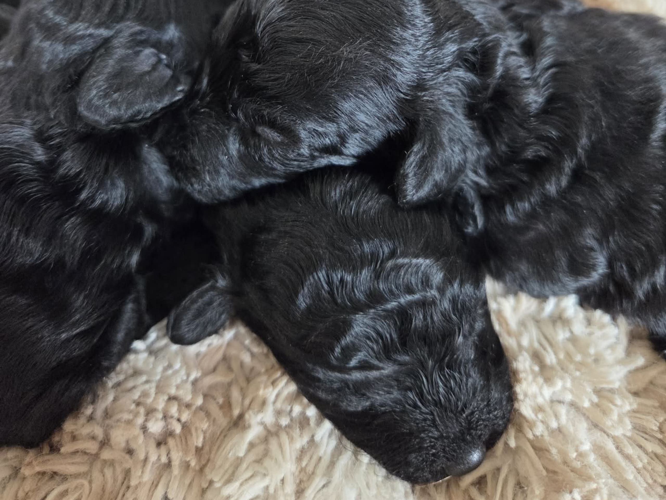Miniature Poodle · åseda · Mulatorps