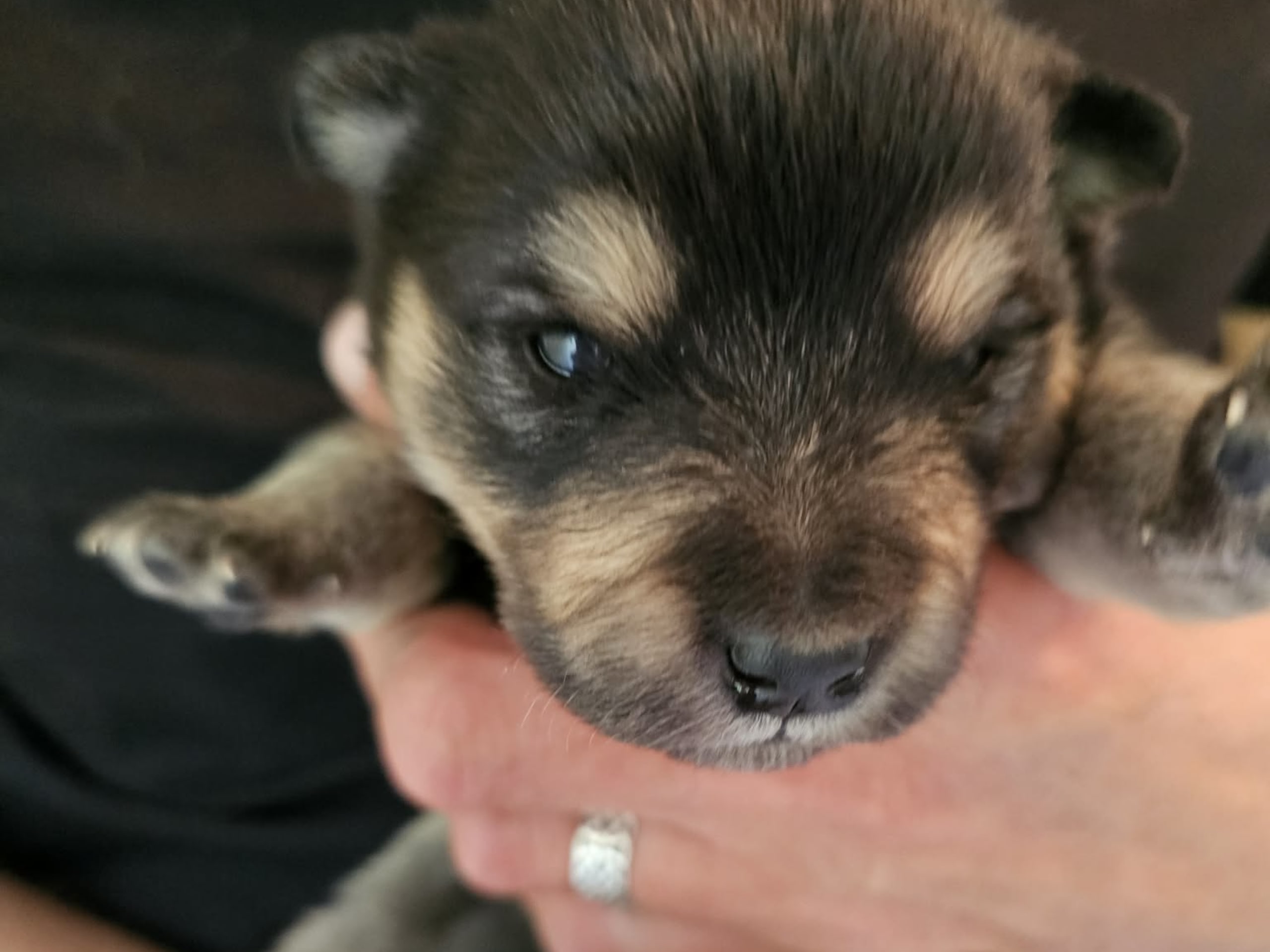 Finsk lapphund