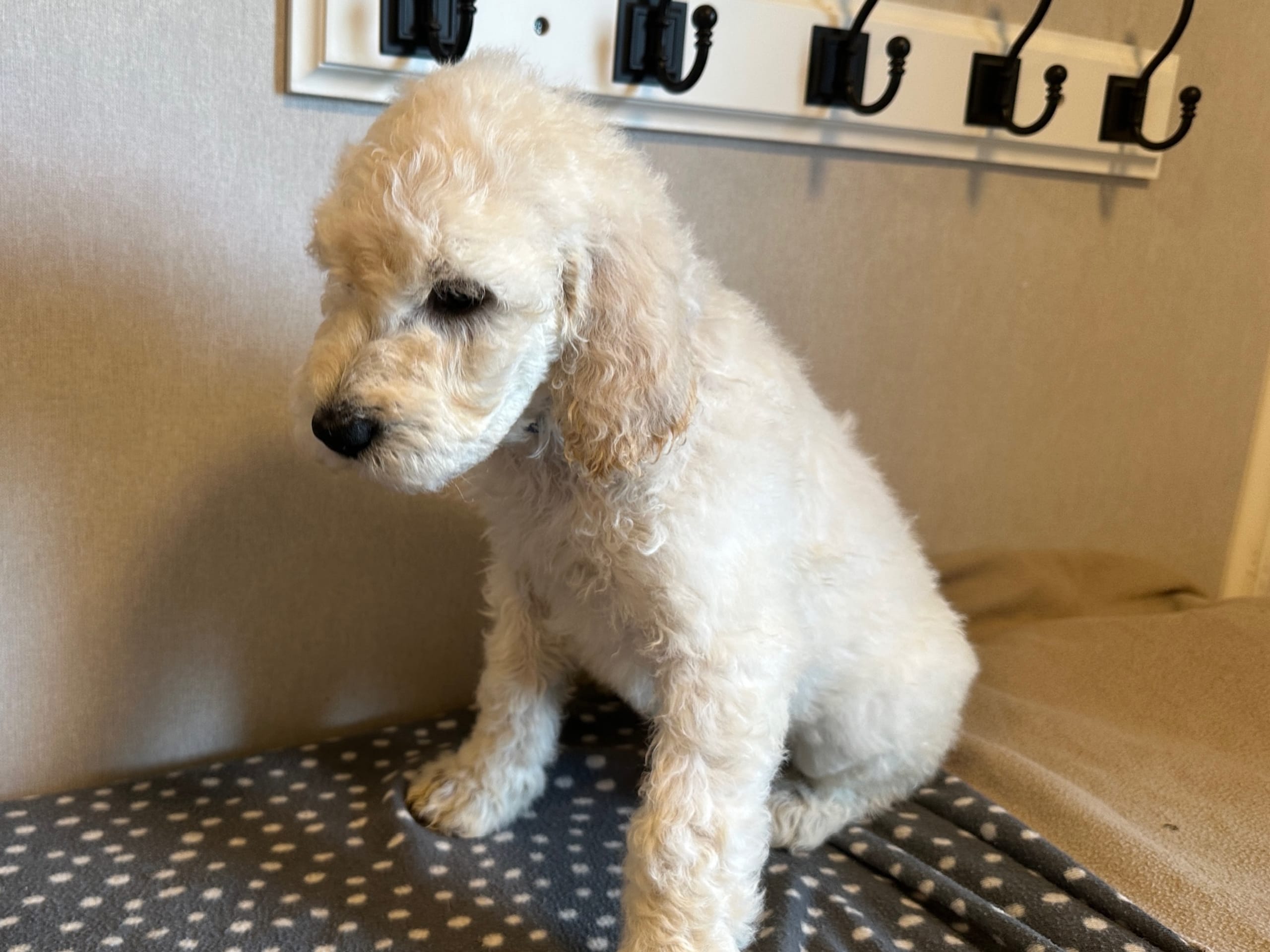 Goldendoodle
