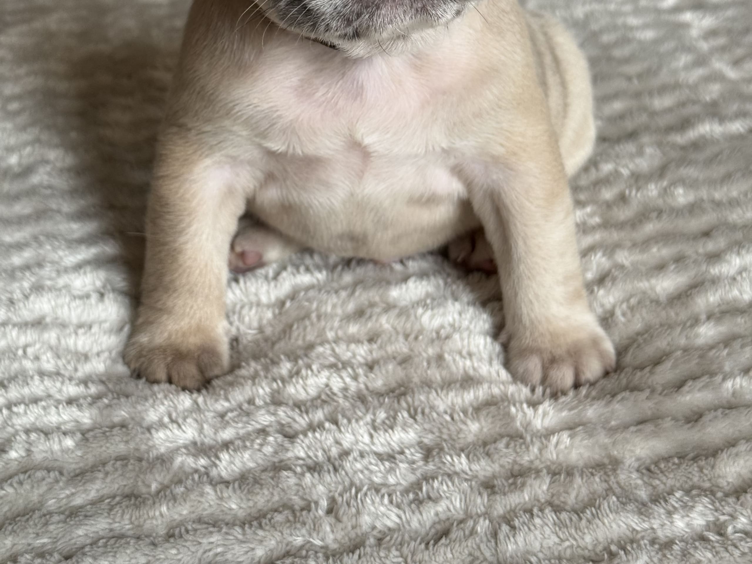 Fransk bulldogg · Malmö · Tracy D.