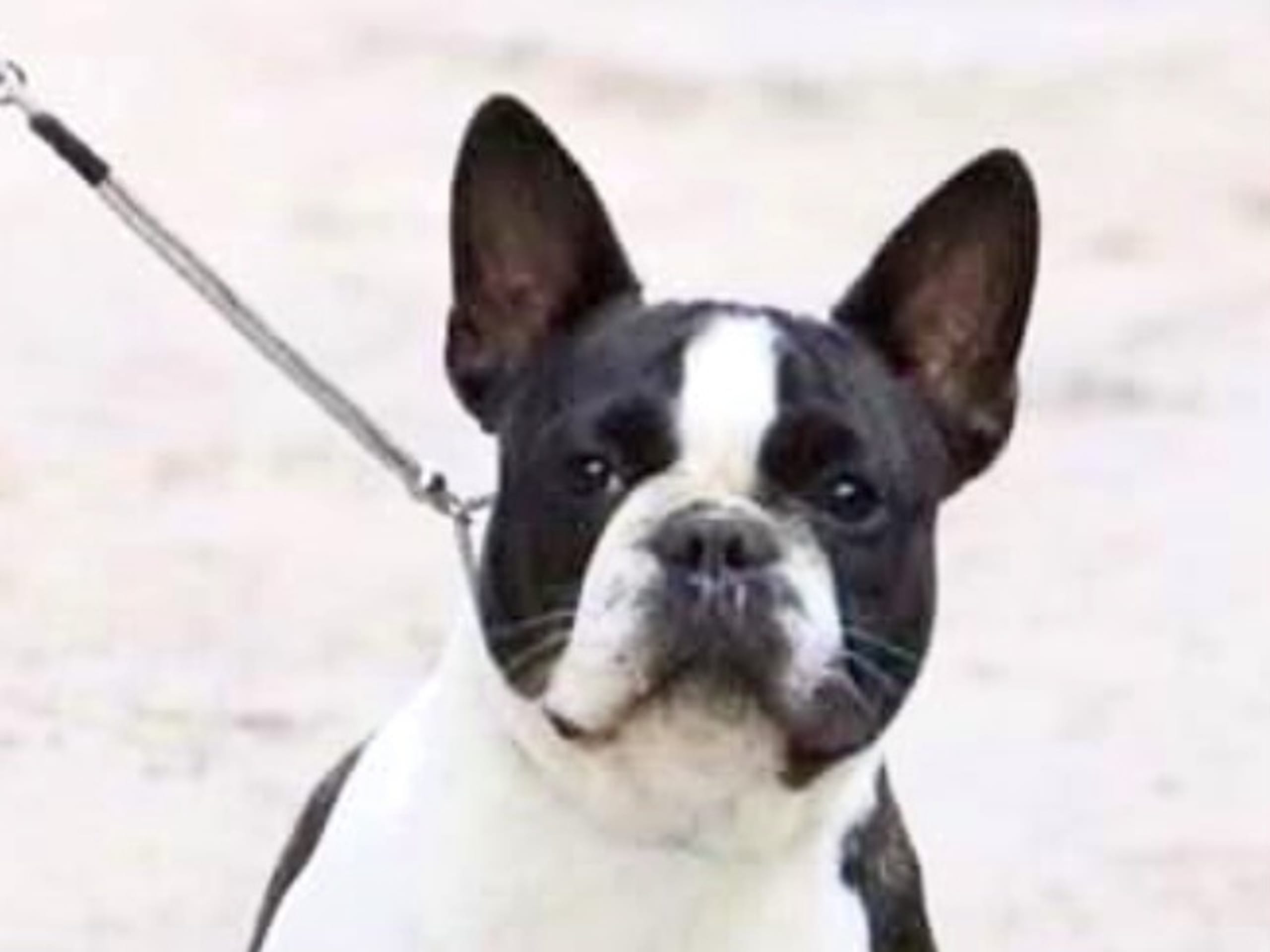 French Bulldog · östervåla · Dexline's