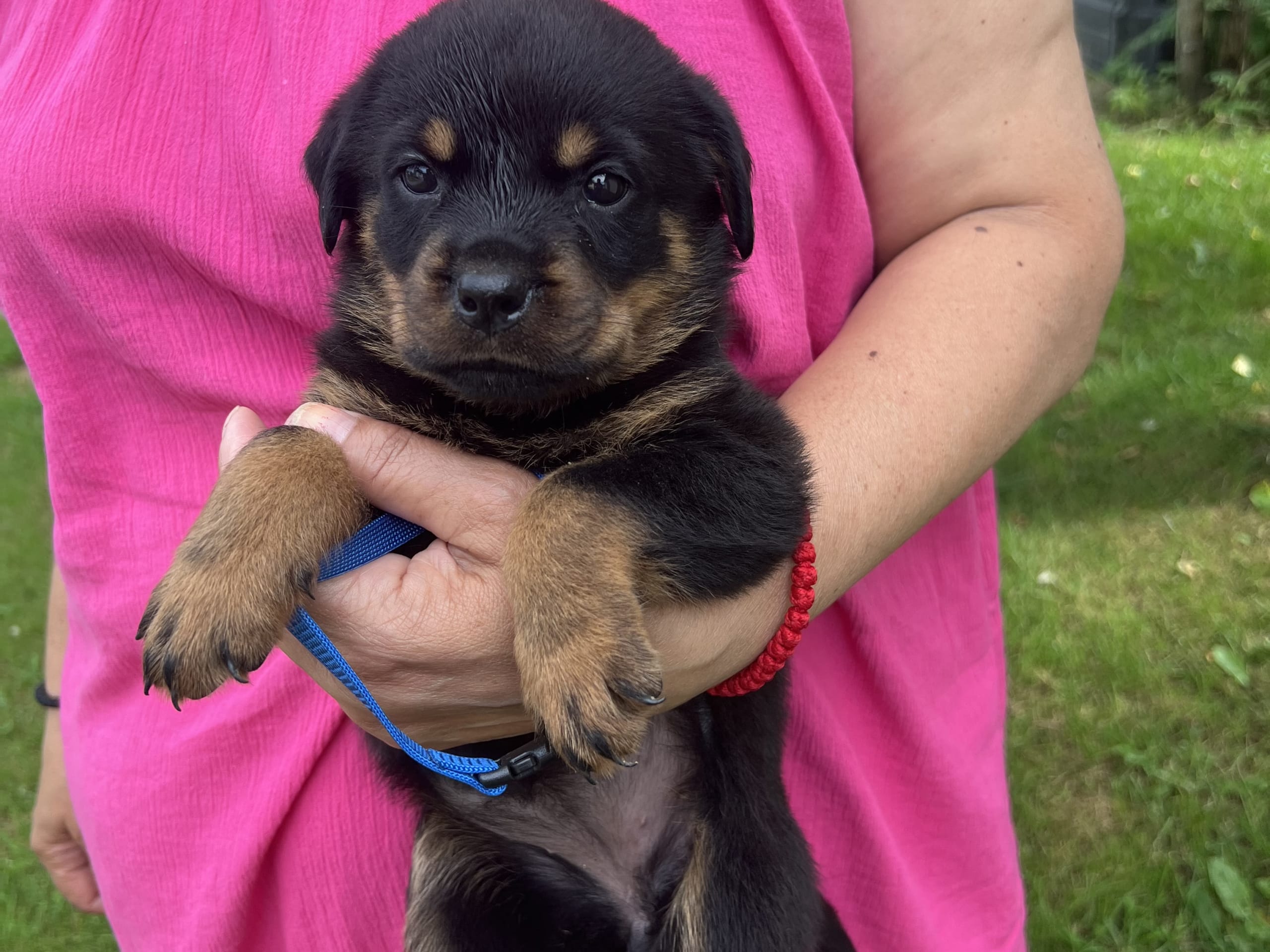 Rottweiler · Karlskoga · Lisabeta M.