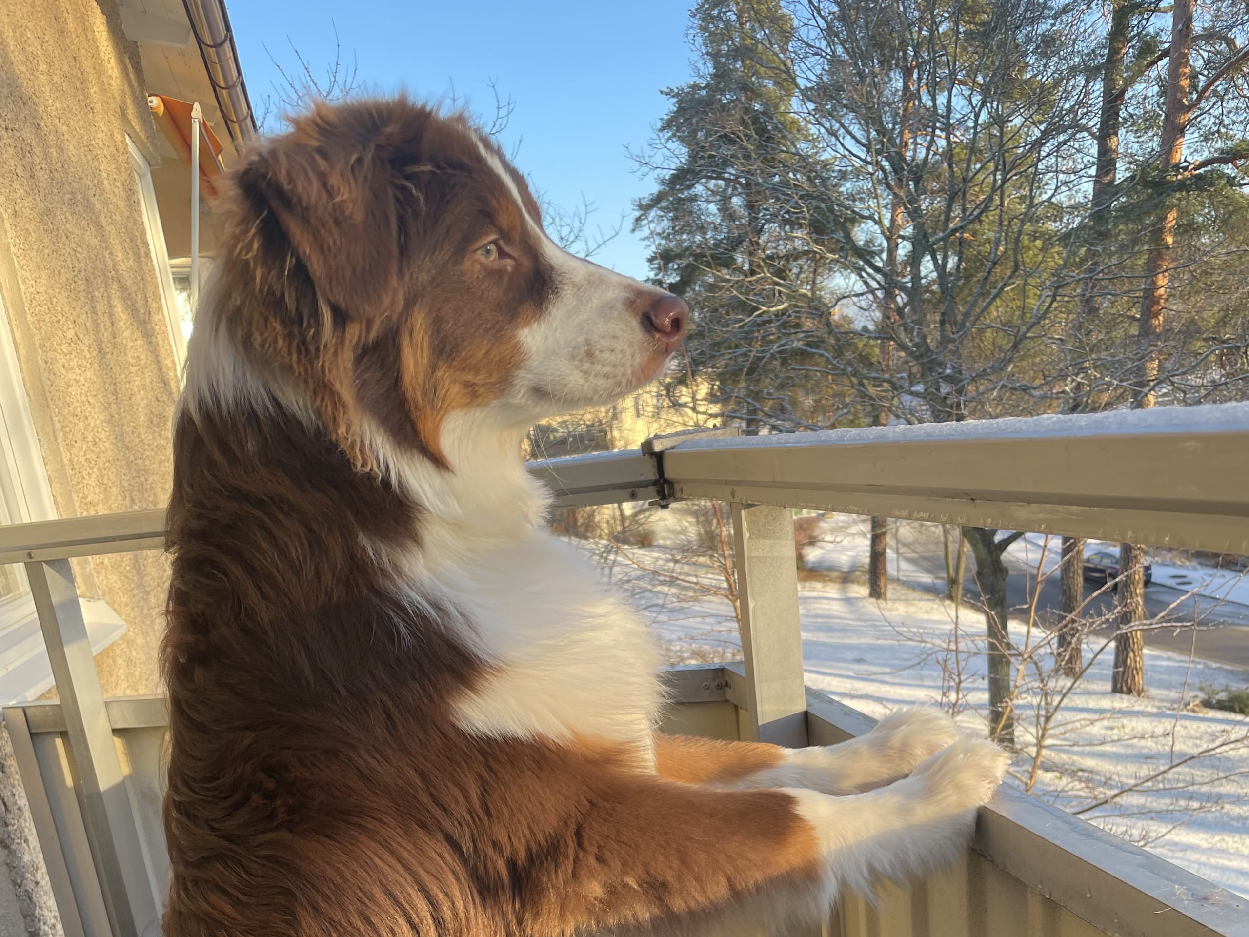 Australian shepherd · Lidingö · Christina P.