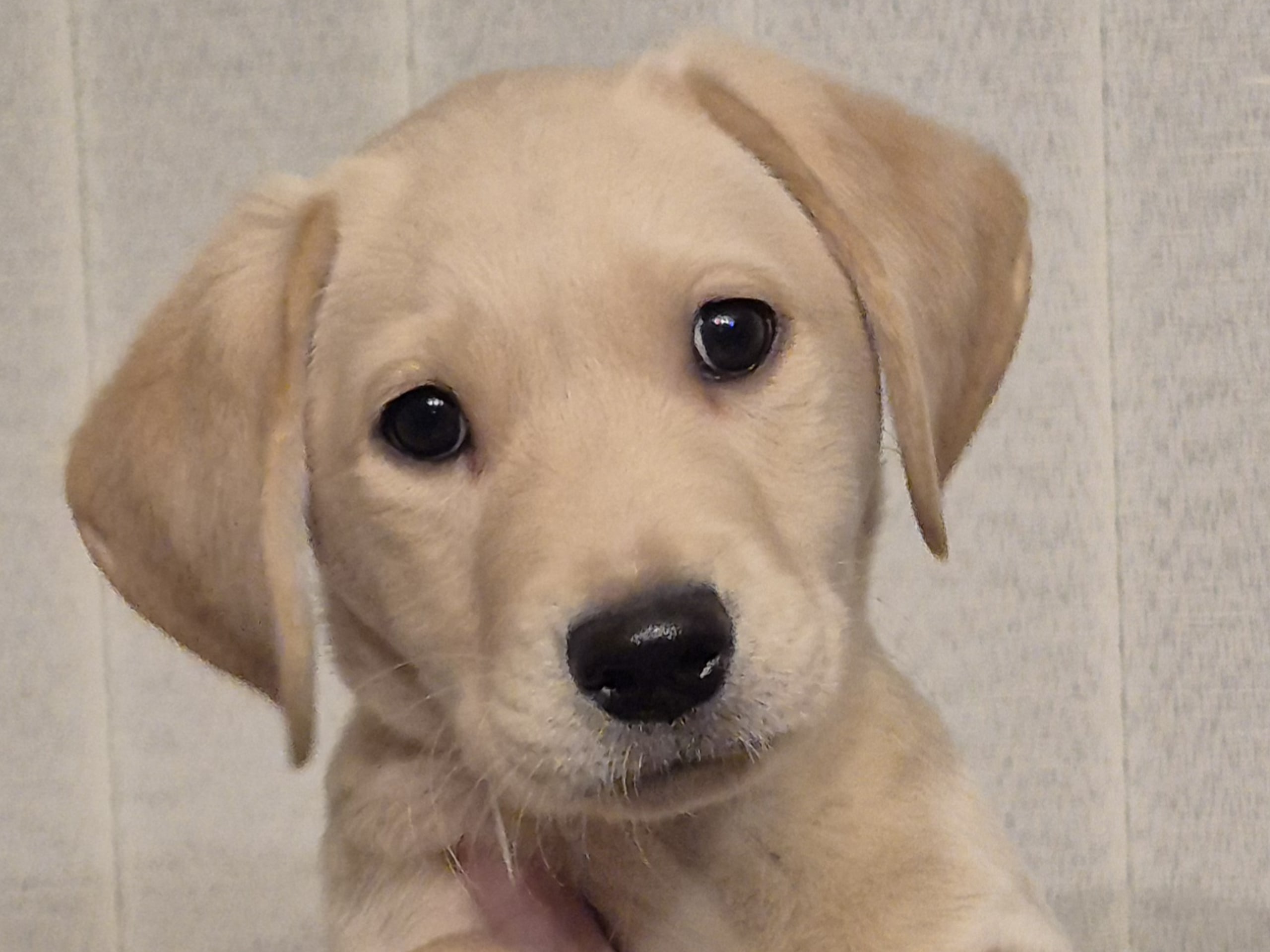 Labrador retriever