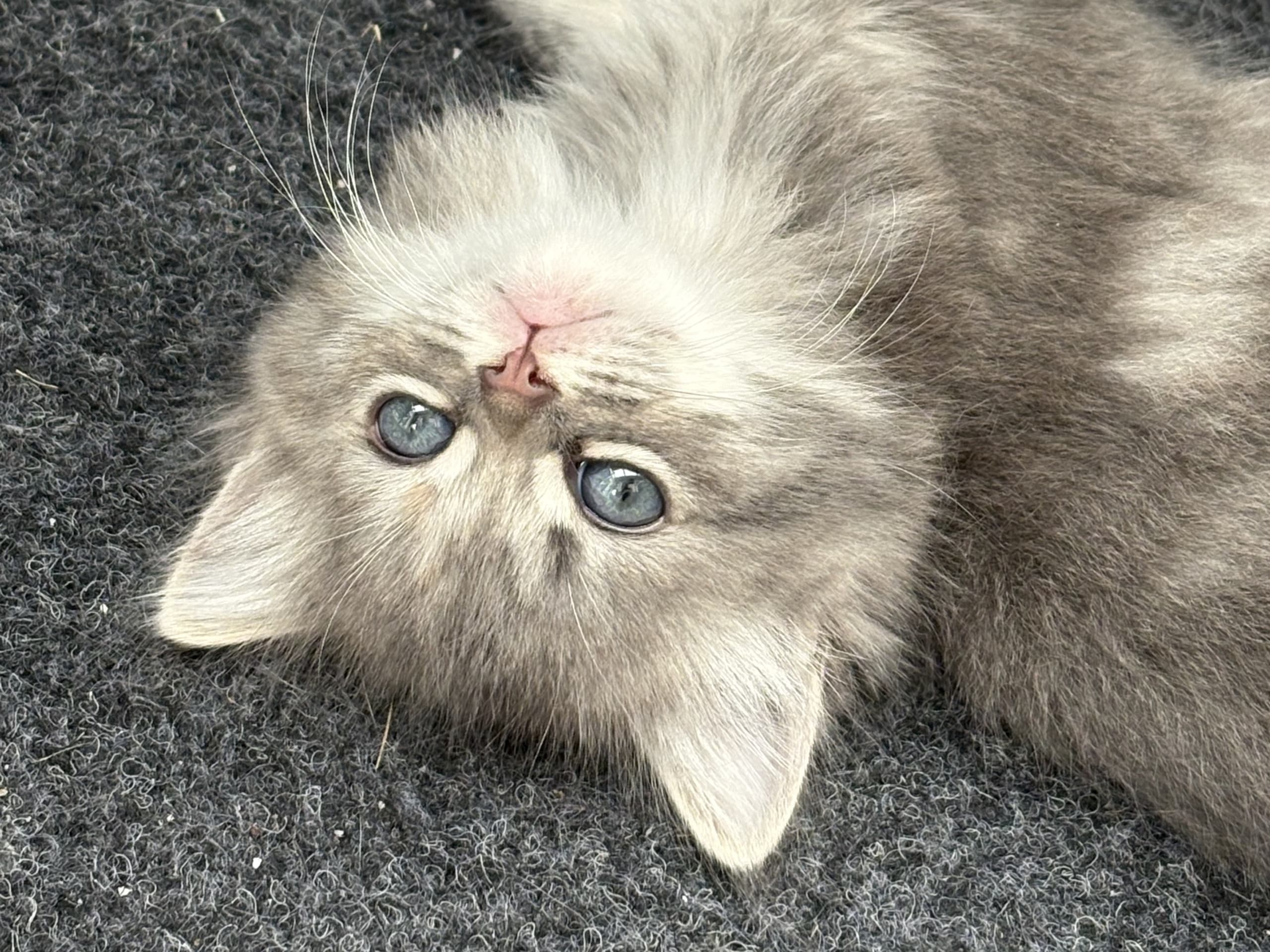 Ragdoll · Rörvik · Evelina S.