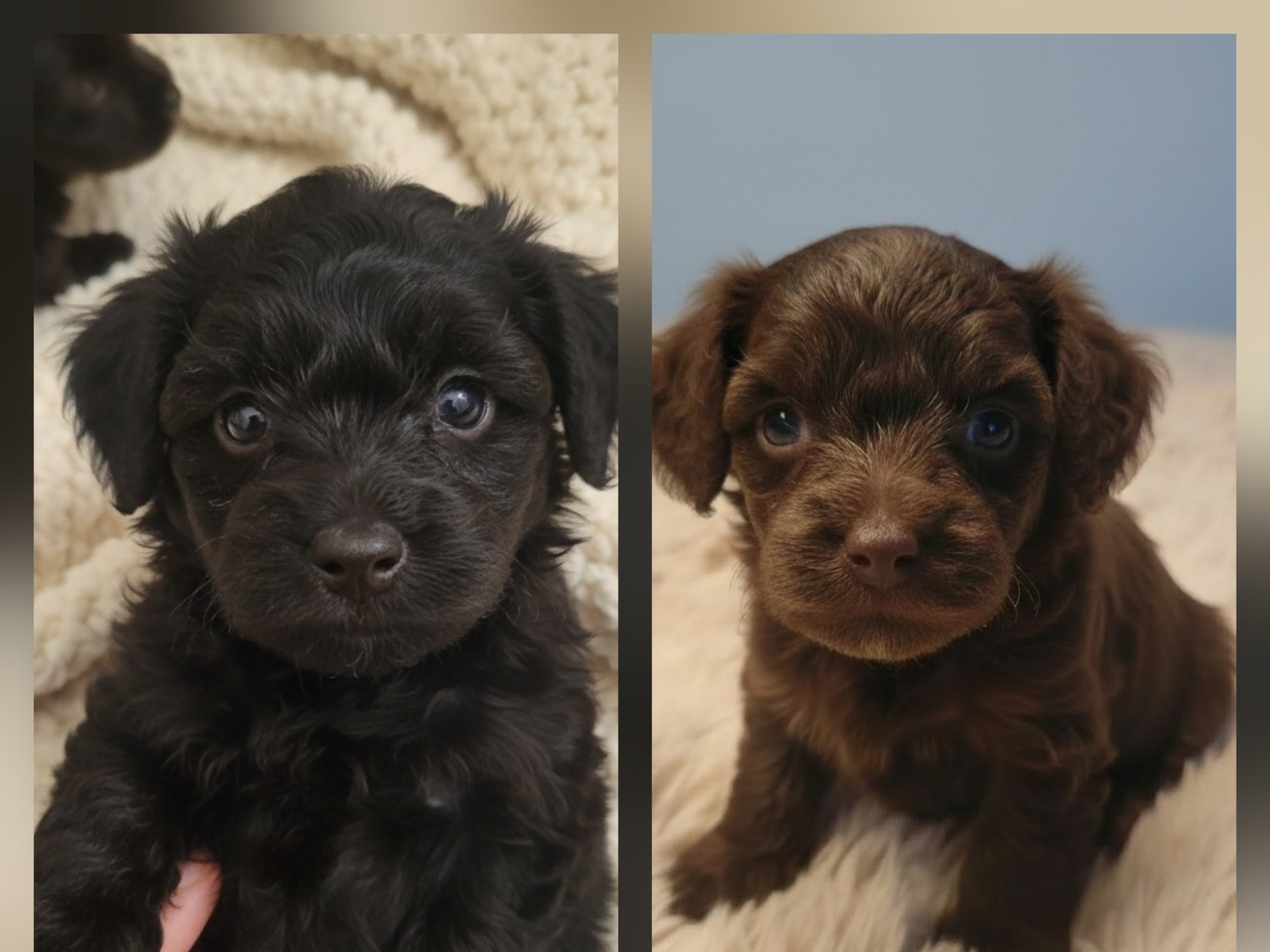 Maltipoo · Långås · Snöflingans maltipoo