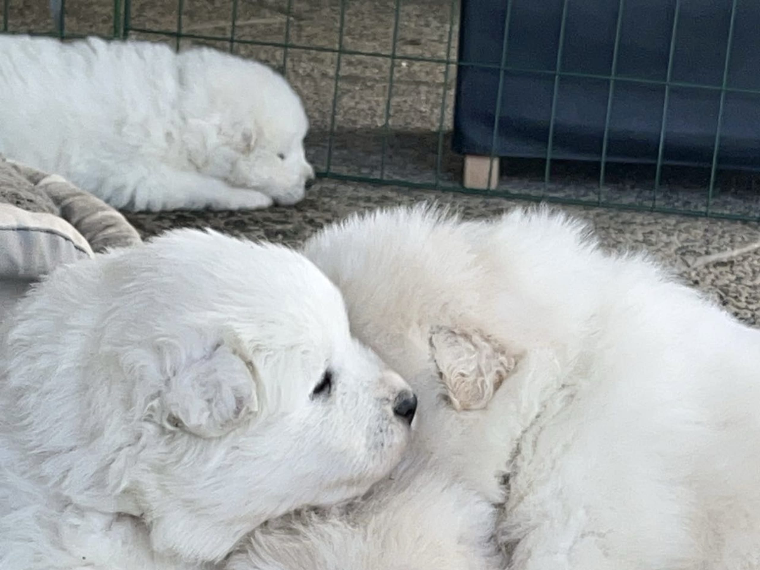 Samojedhund · Tingsryd · Przemyslaw P.