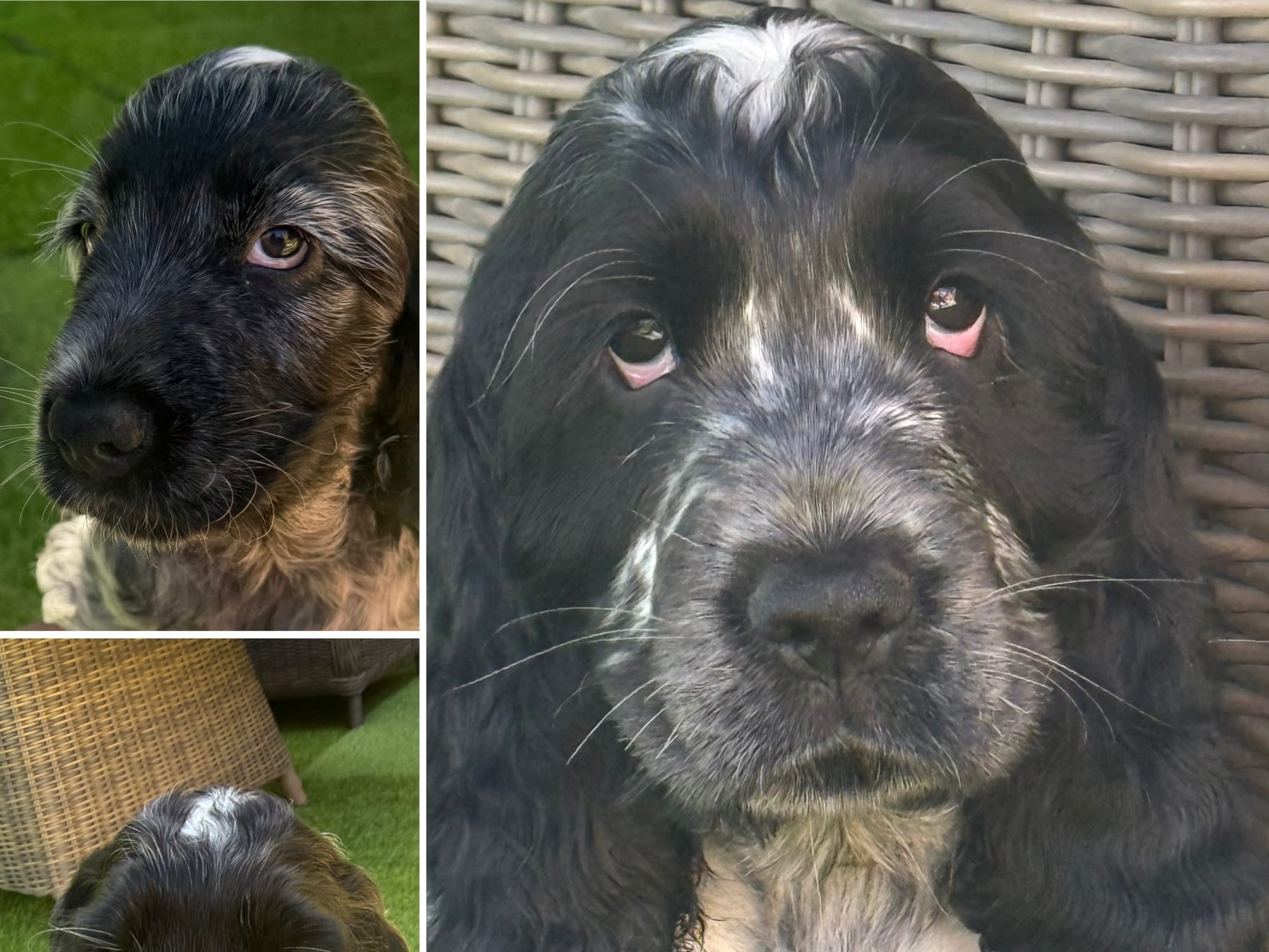Cocker Spaniel · Villands Vånga · Katarina Håkansson