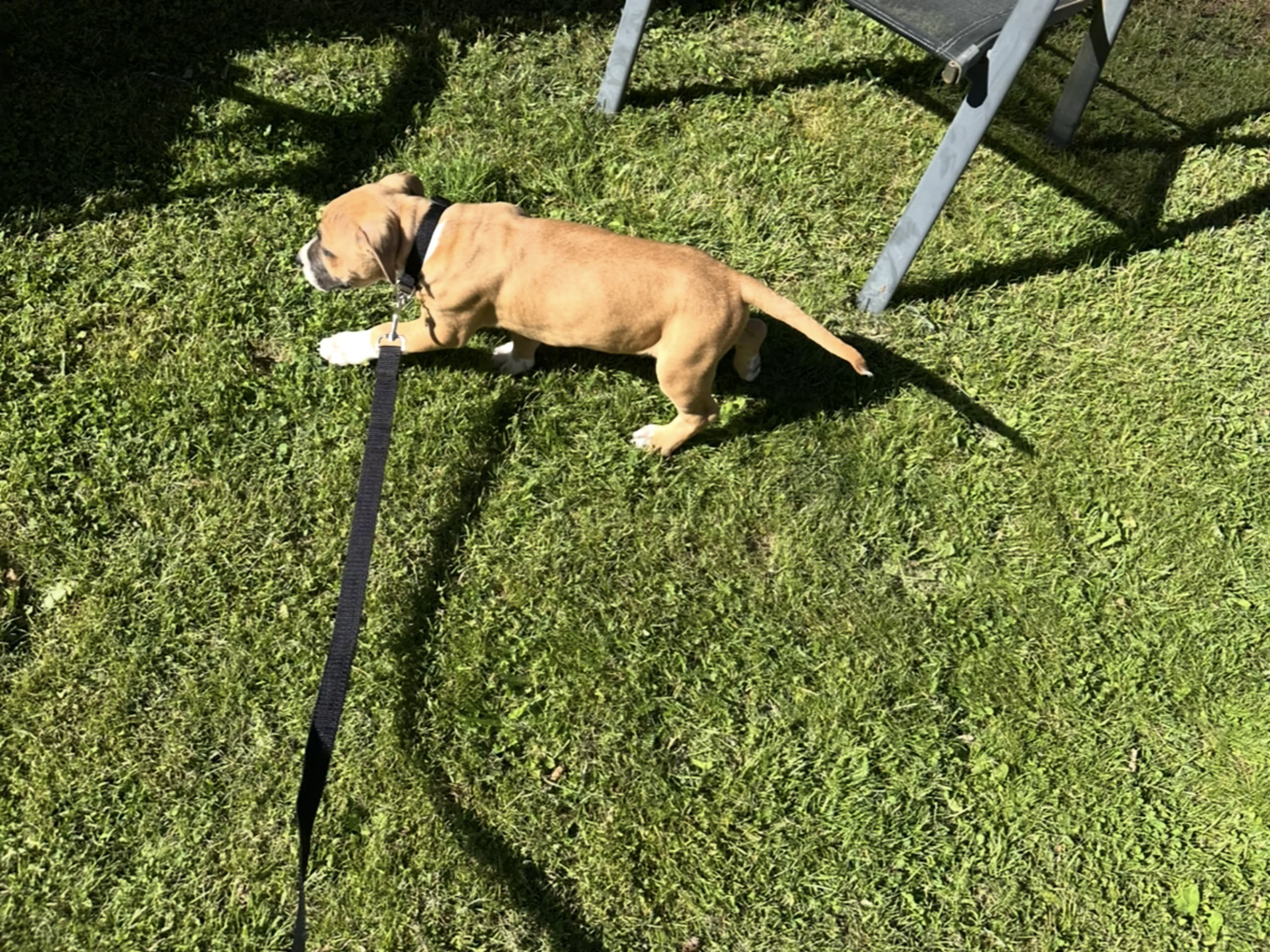 American Bully · Växjö · Nova P.