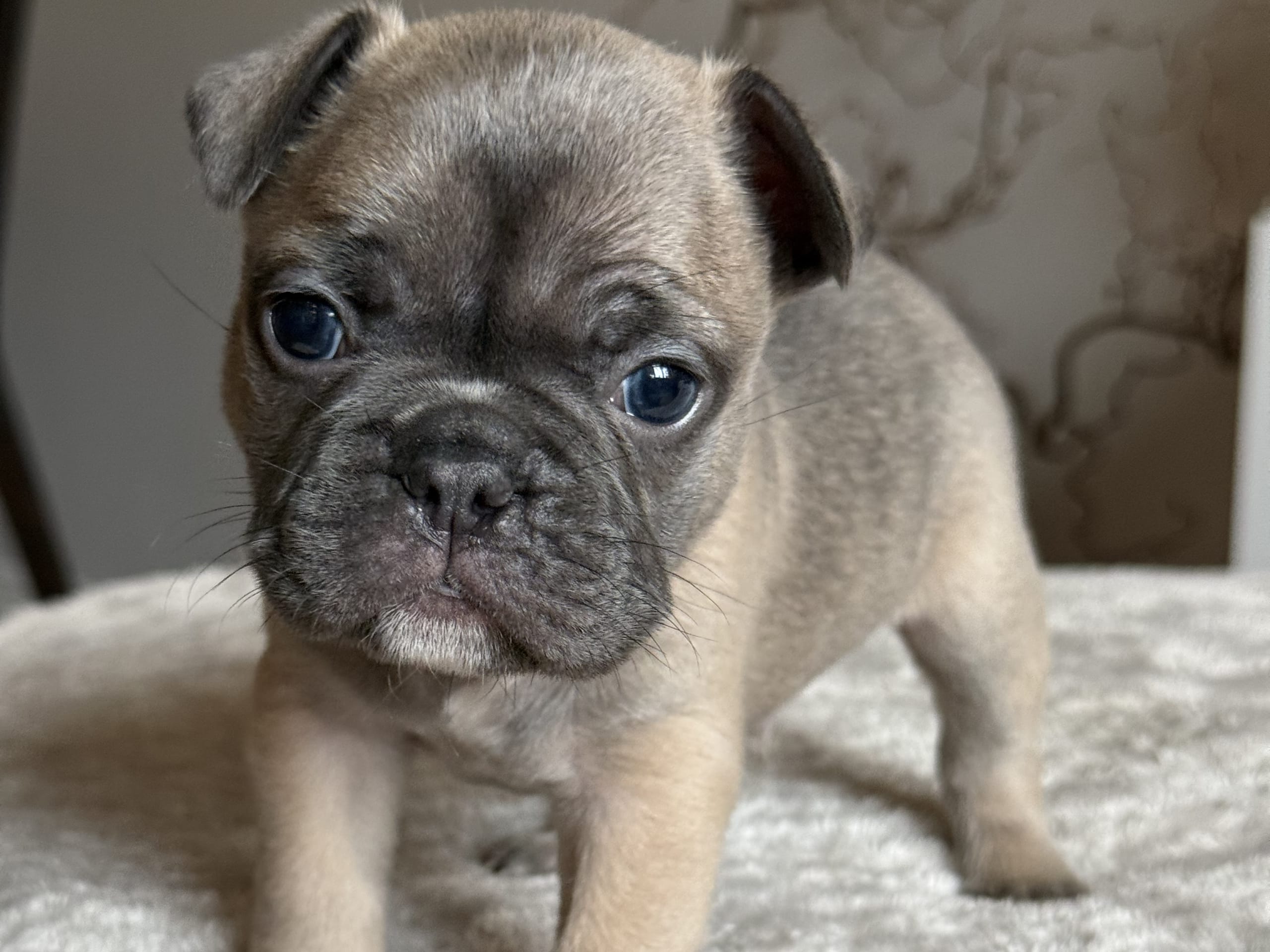 Fransk bulldogg · Malmö · Tracy D.