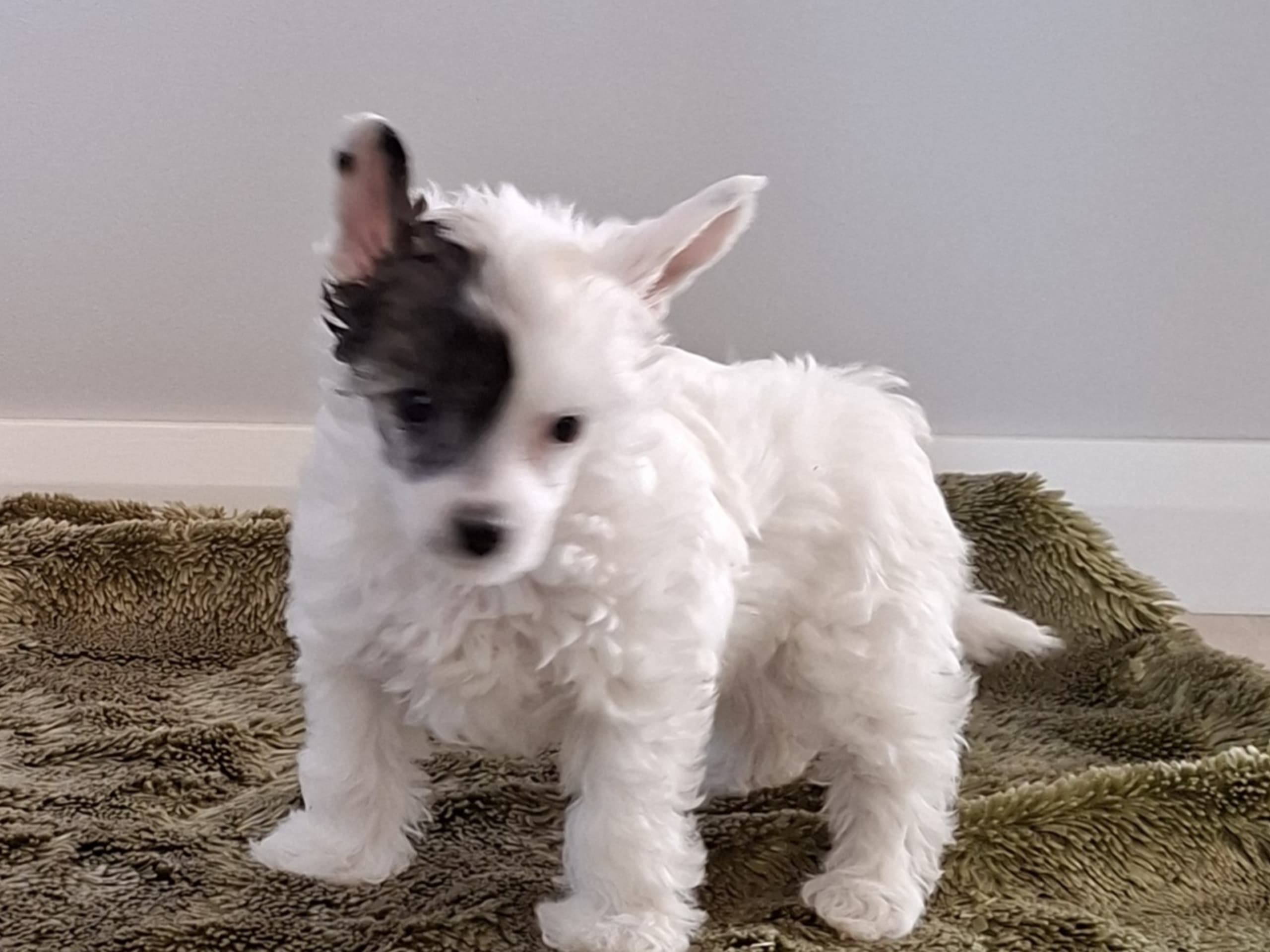 Chinese crested