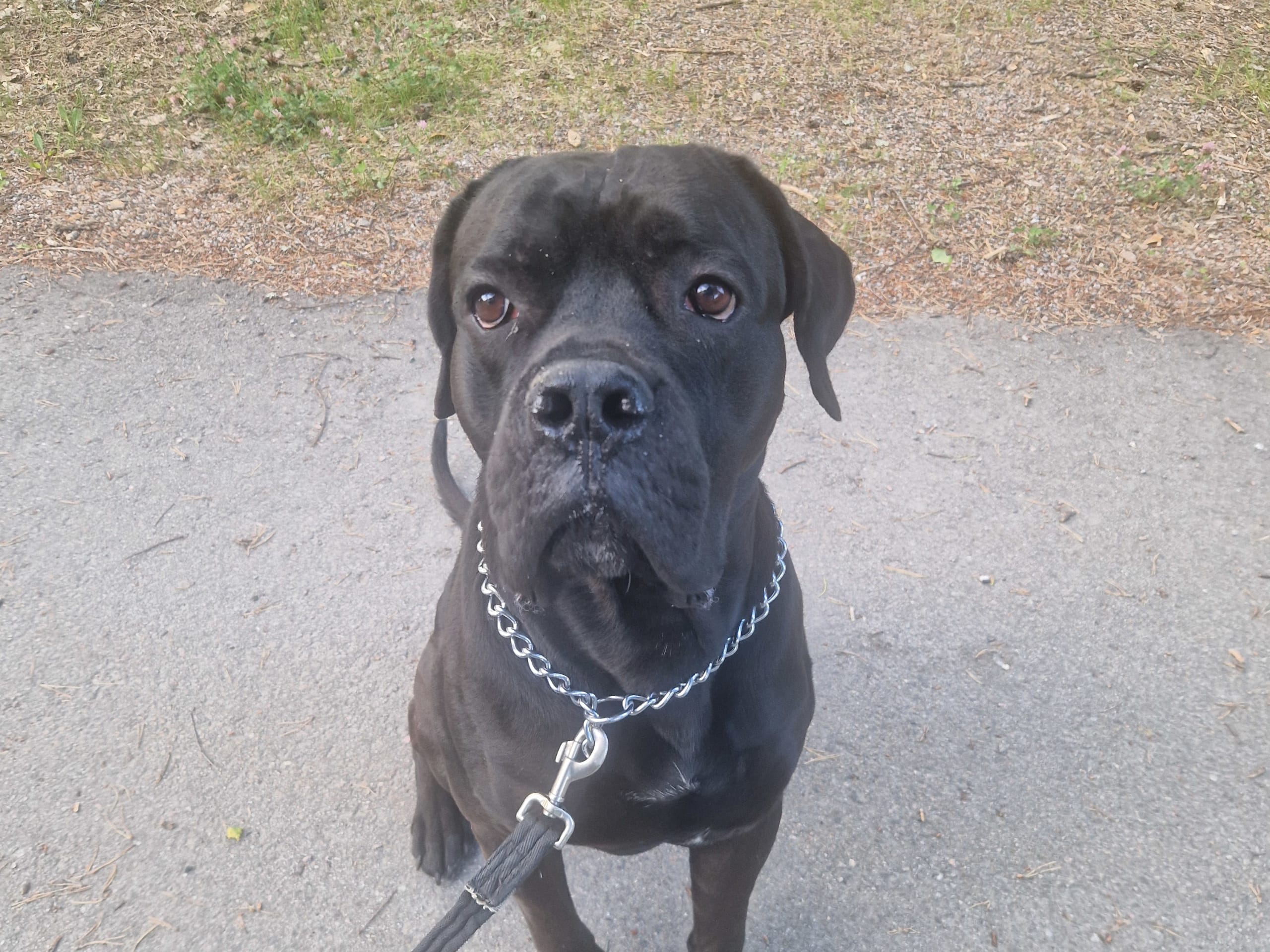 Cane Corso · Gävle · Helena W.
