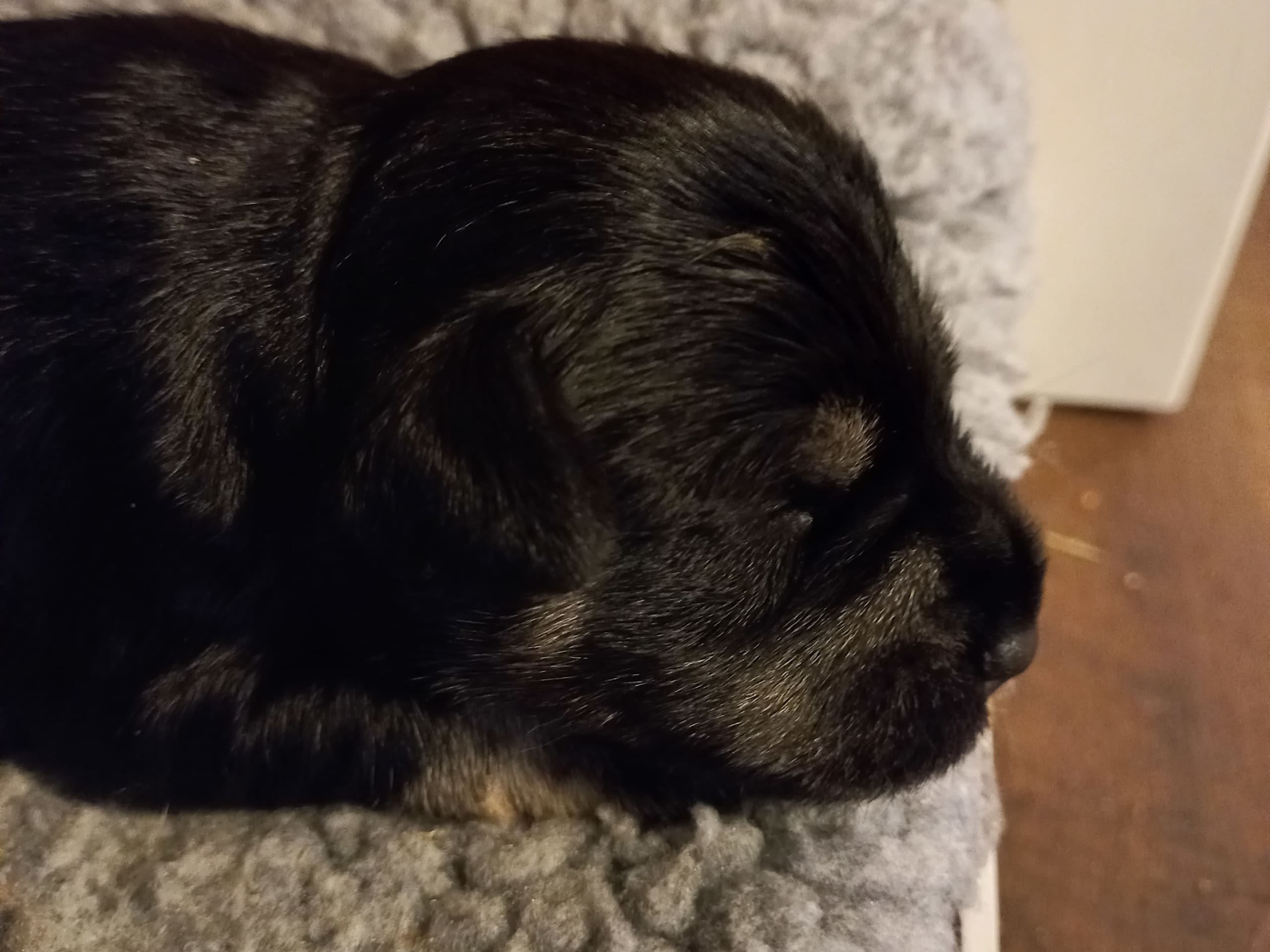 Dvärgschnauzer