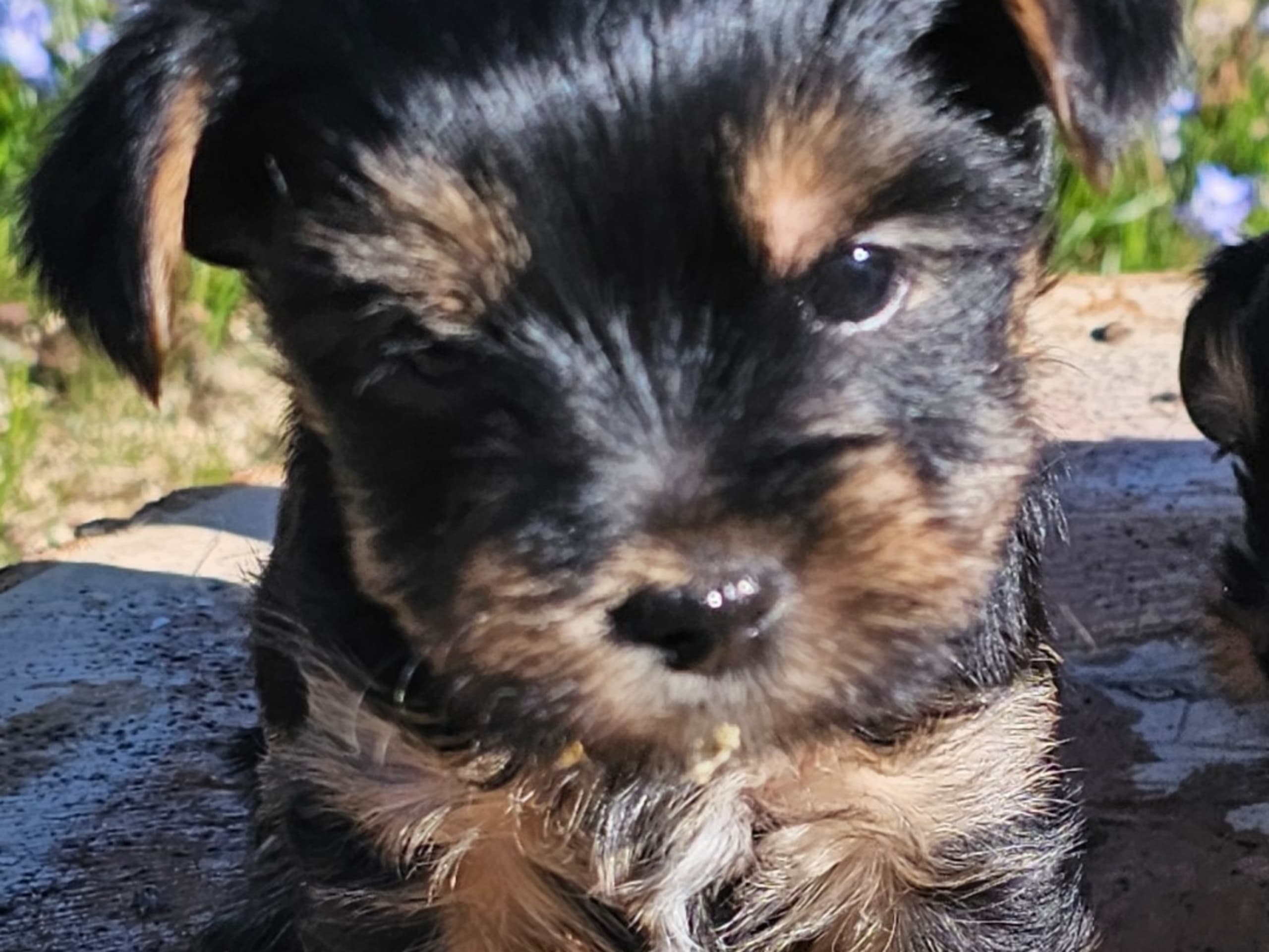 Yorkshireterrier