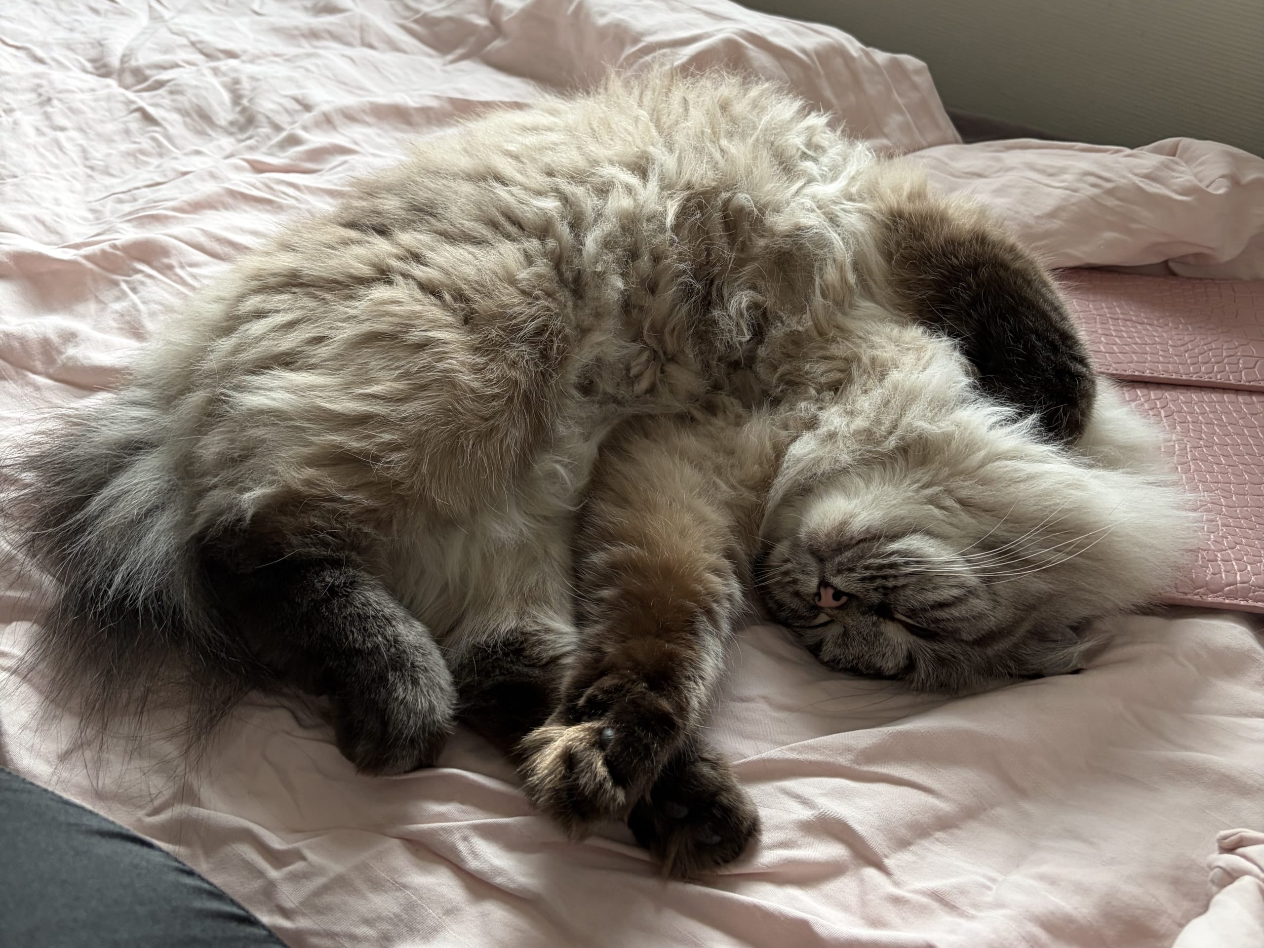 Ragdoll · Gävle · Linn T.