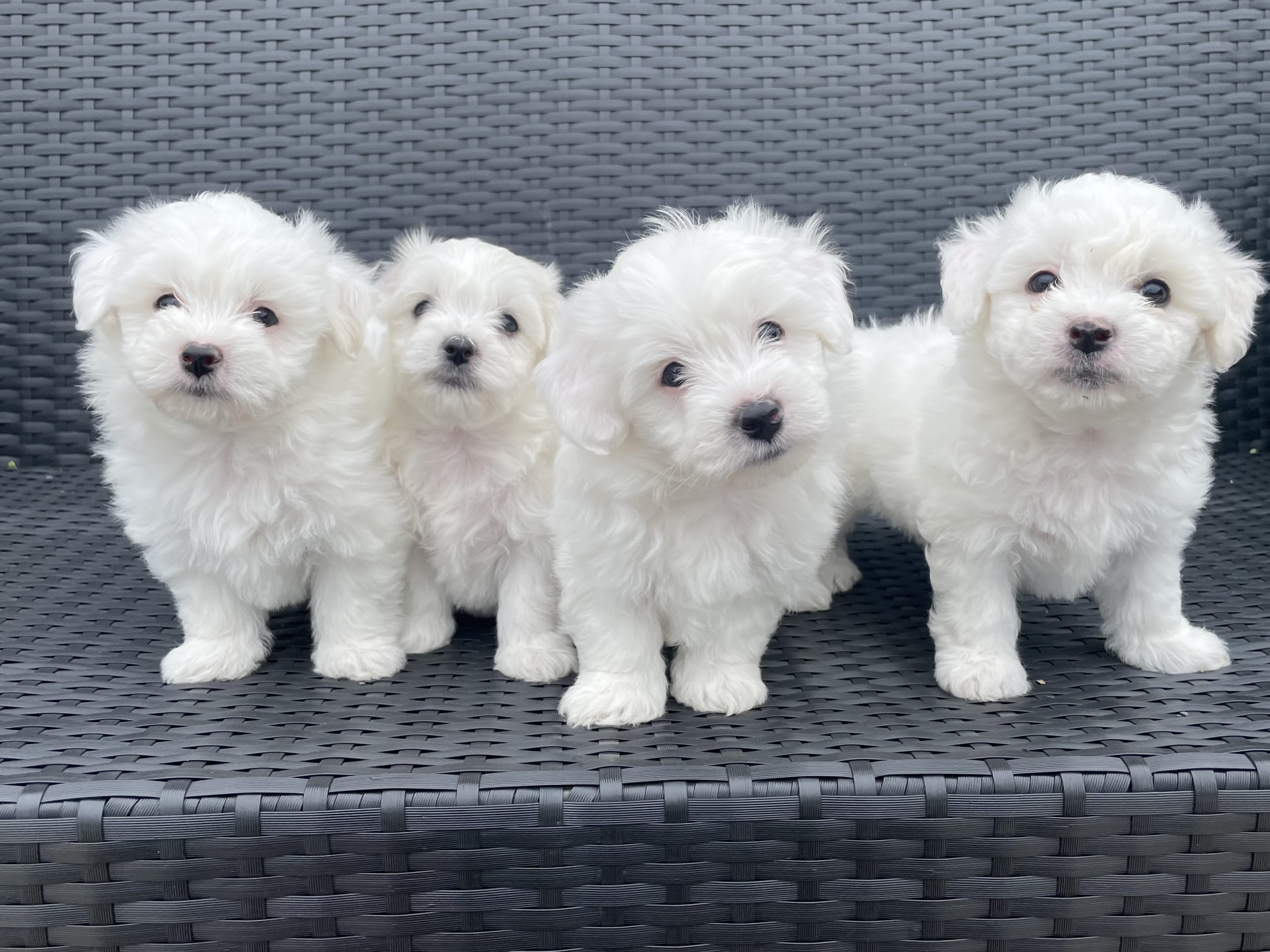 Bichon frisé · Staffanstorp · Ana K.