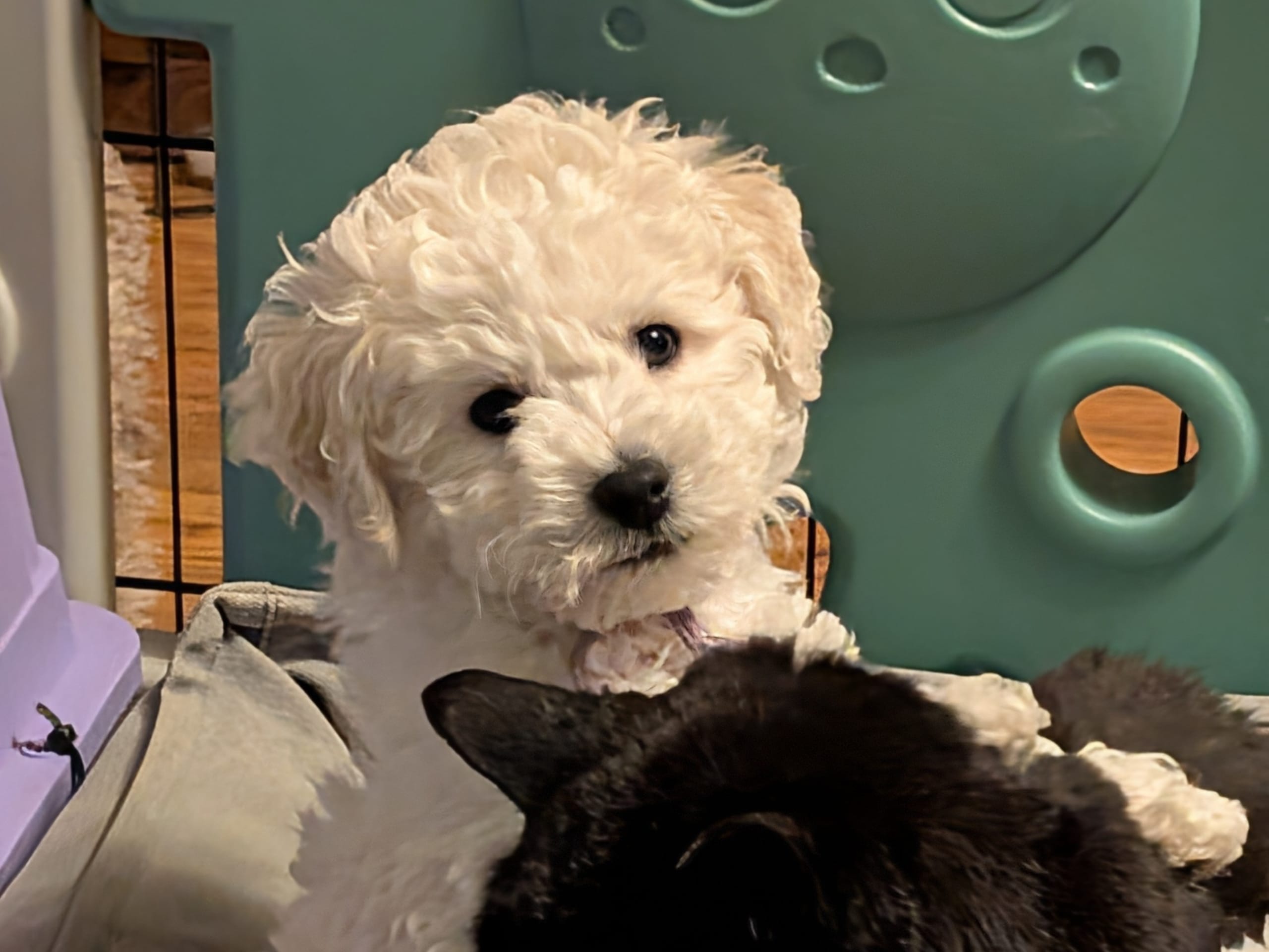 Bichon frisé