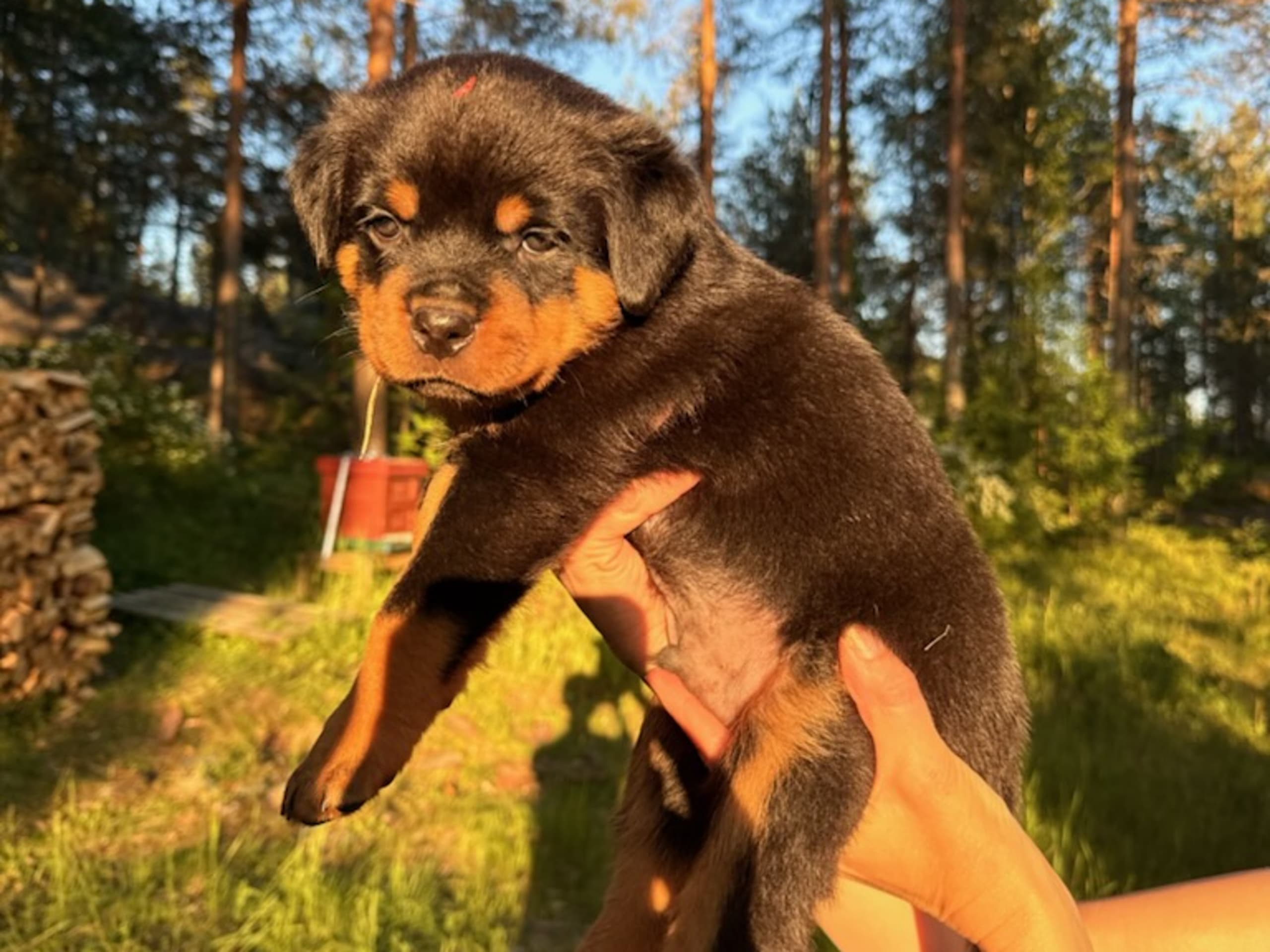 Rottweiler · Ursviken · Utkikens kennel