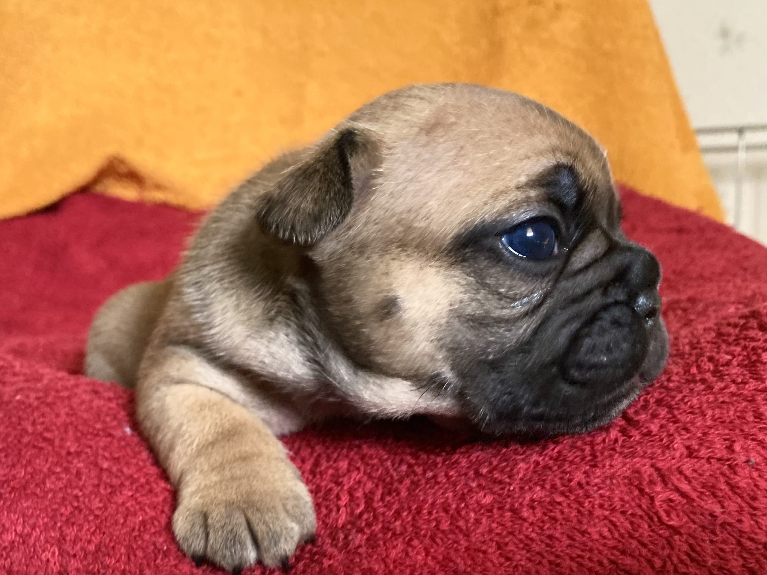 French Bulldog