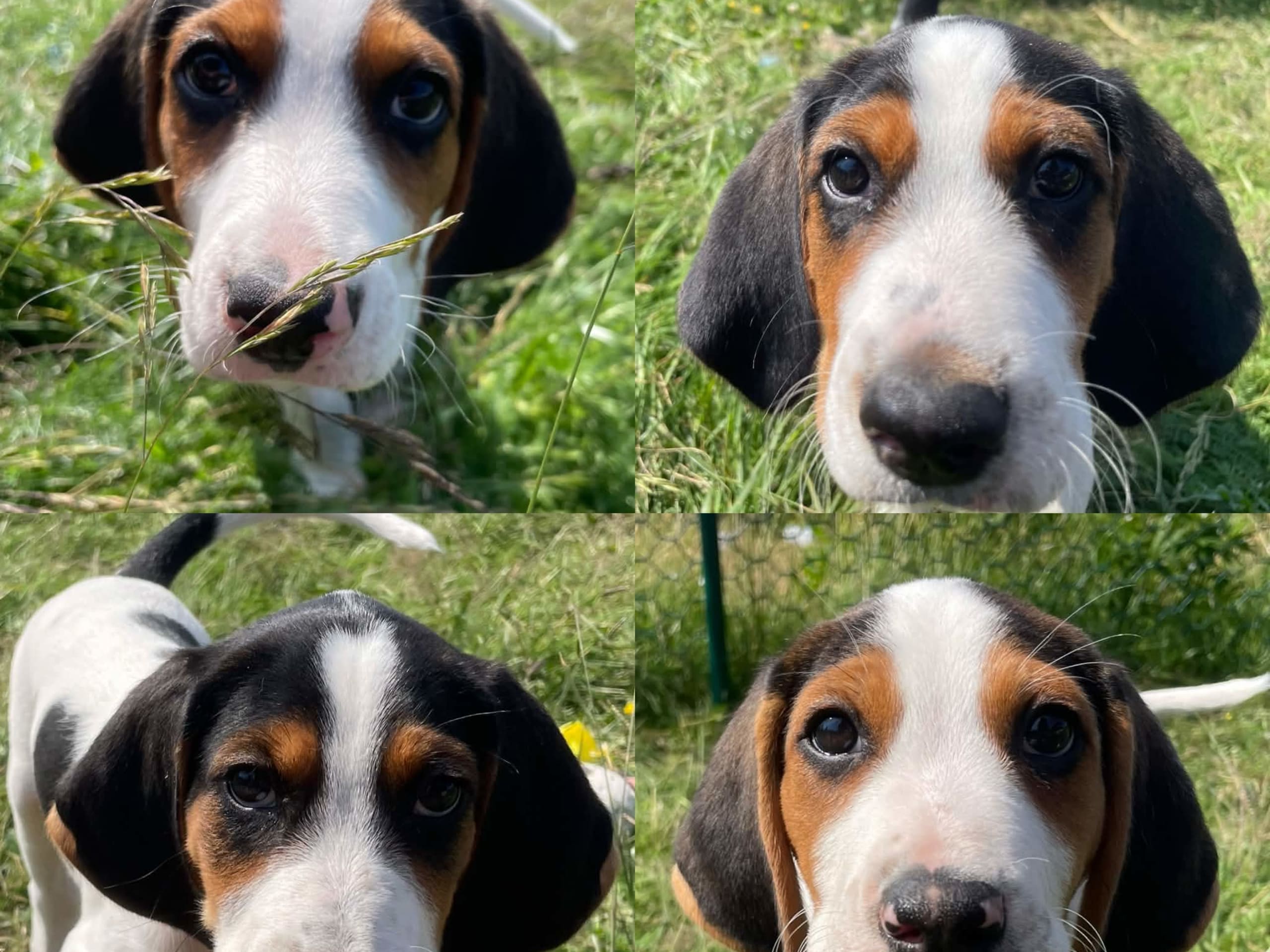Halden Hound (Haldenstøver)