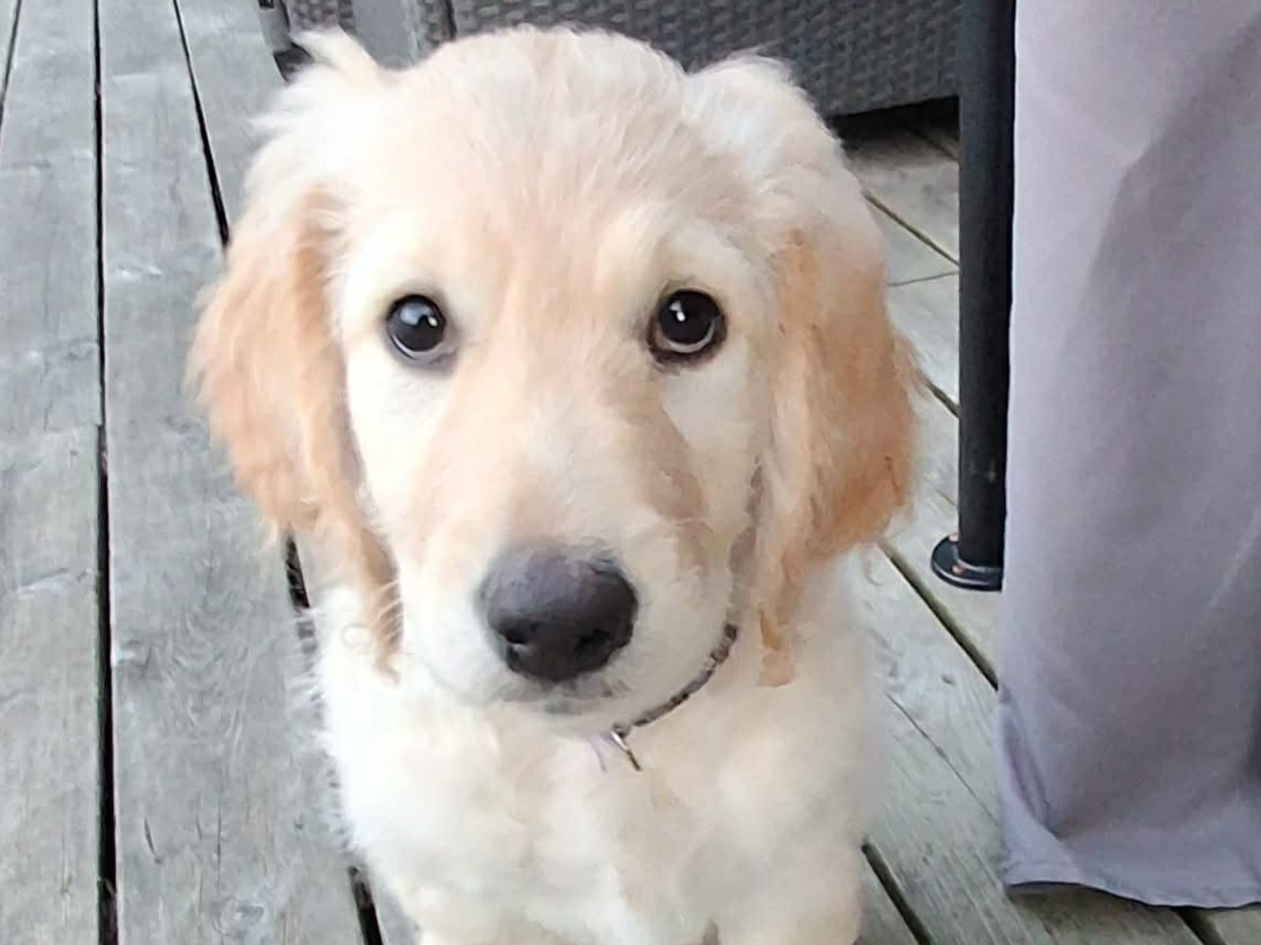 Labradoodle · Göteborg · Lundbyängen