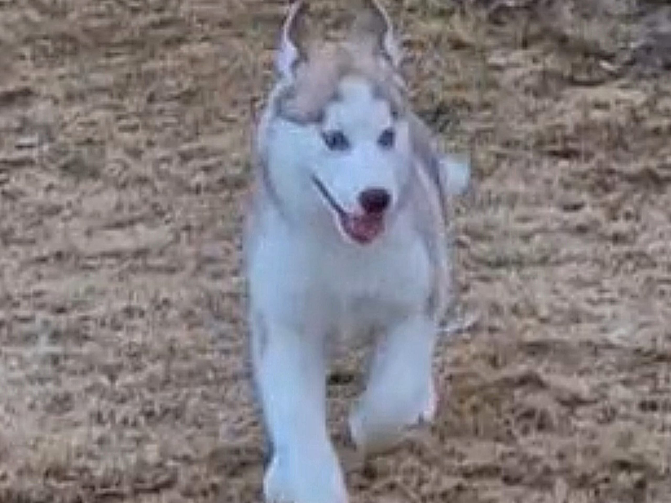 Siberian husky