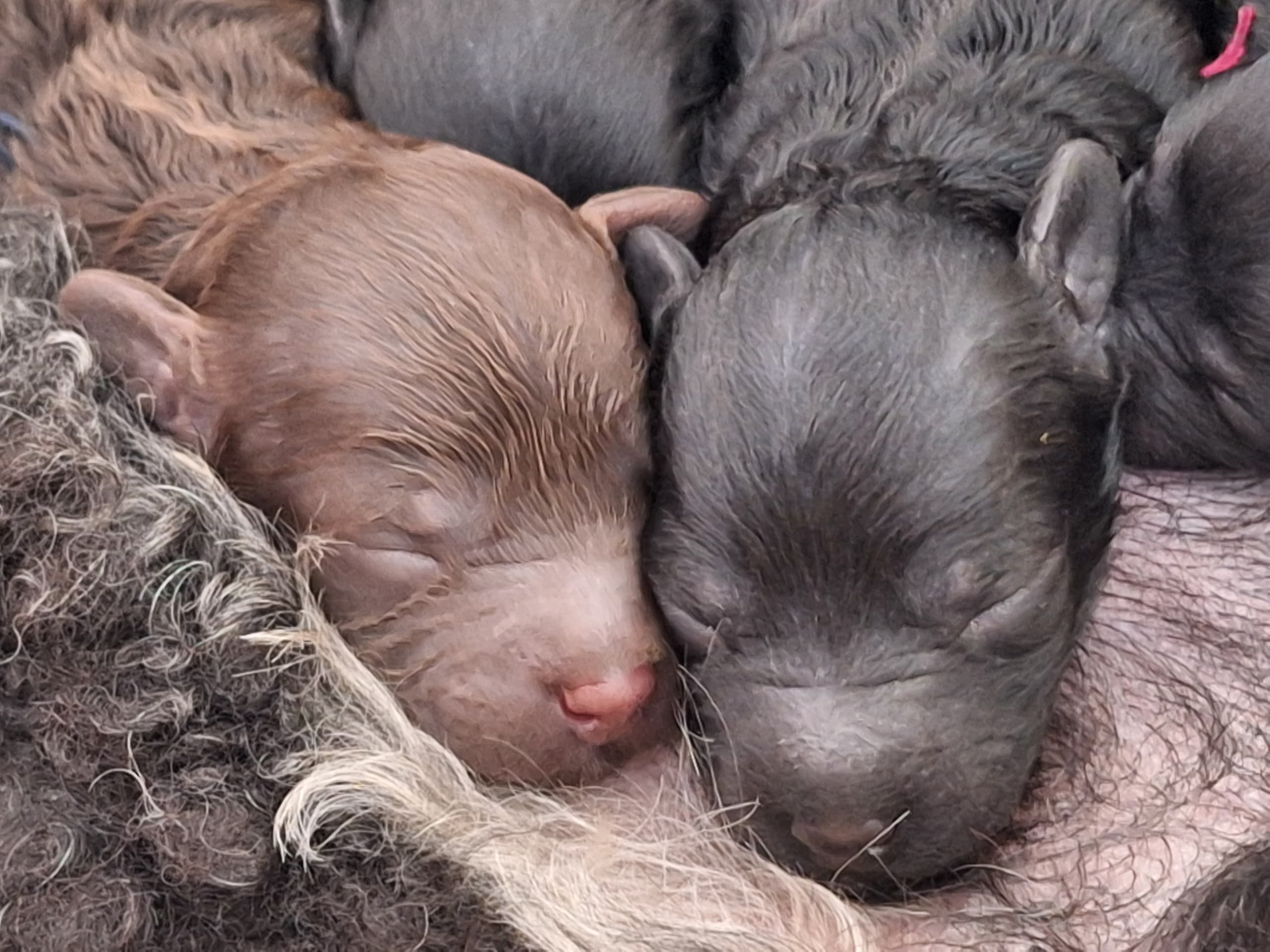 Pudel, dvärg · Upplands väsby · Ingen kennel