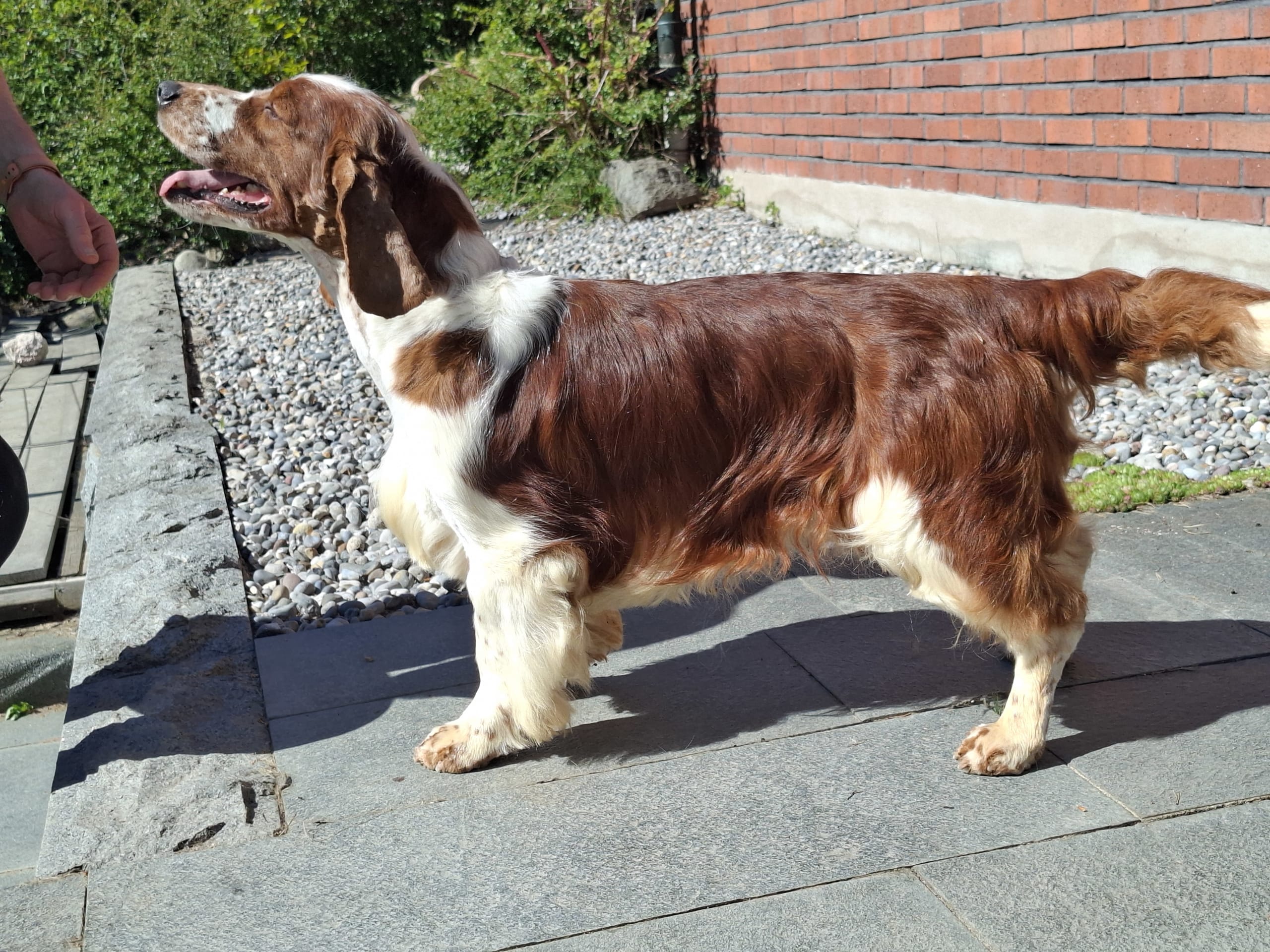 Welsh springer spaniel