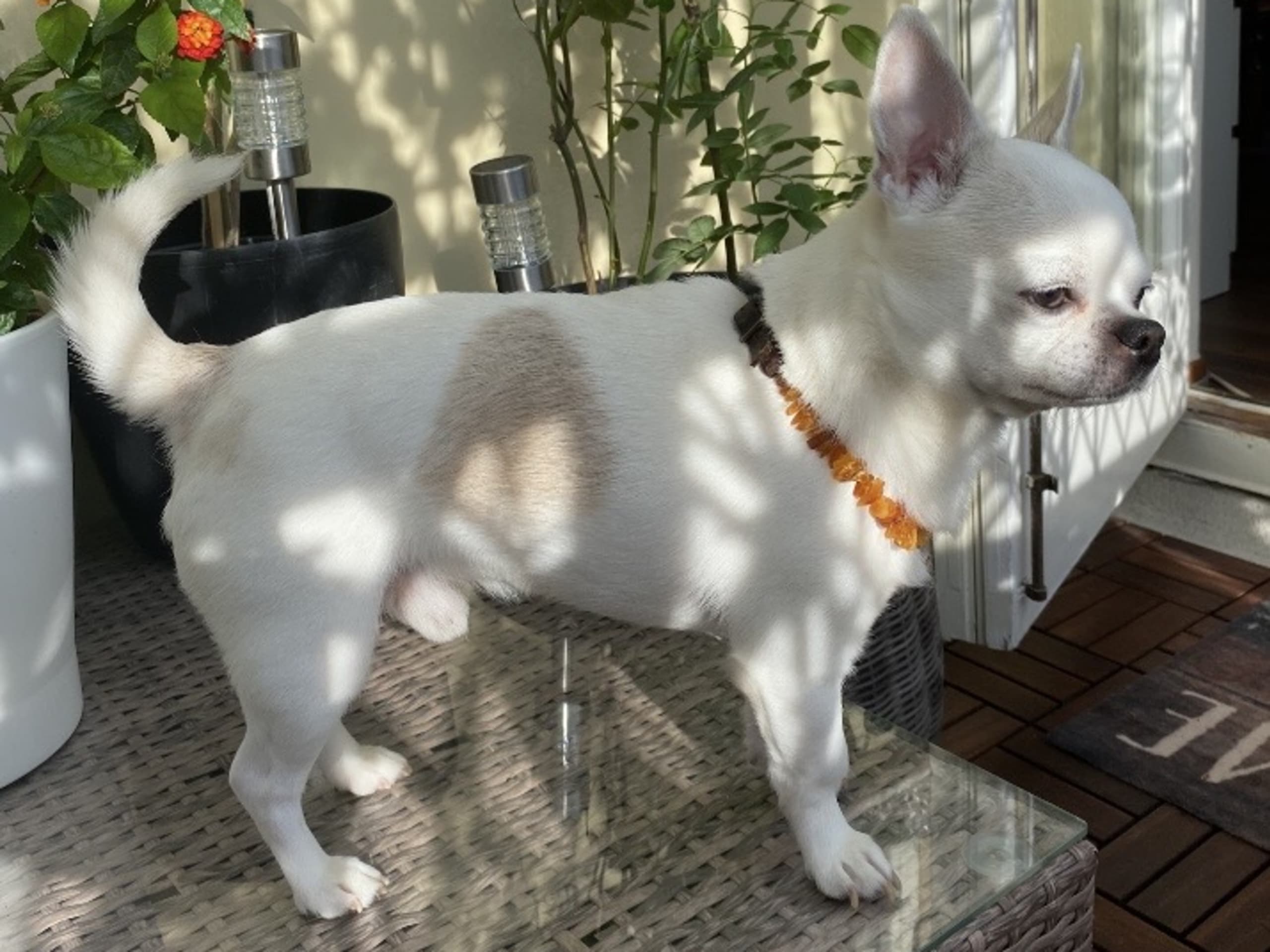 Chihuahua · Farsta · Lena J.