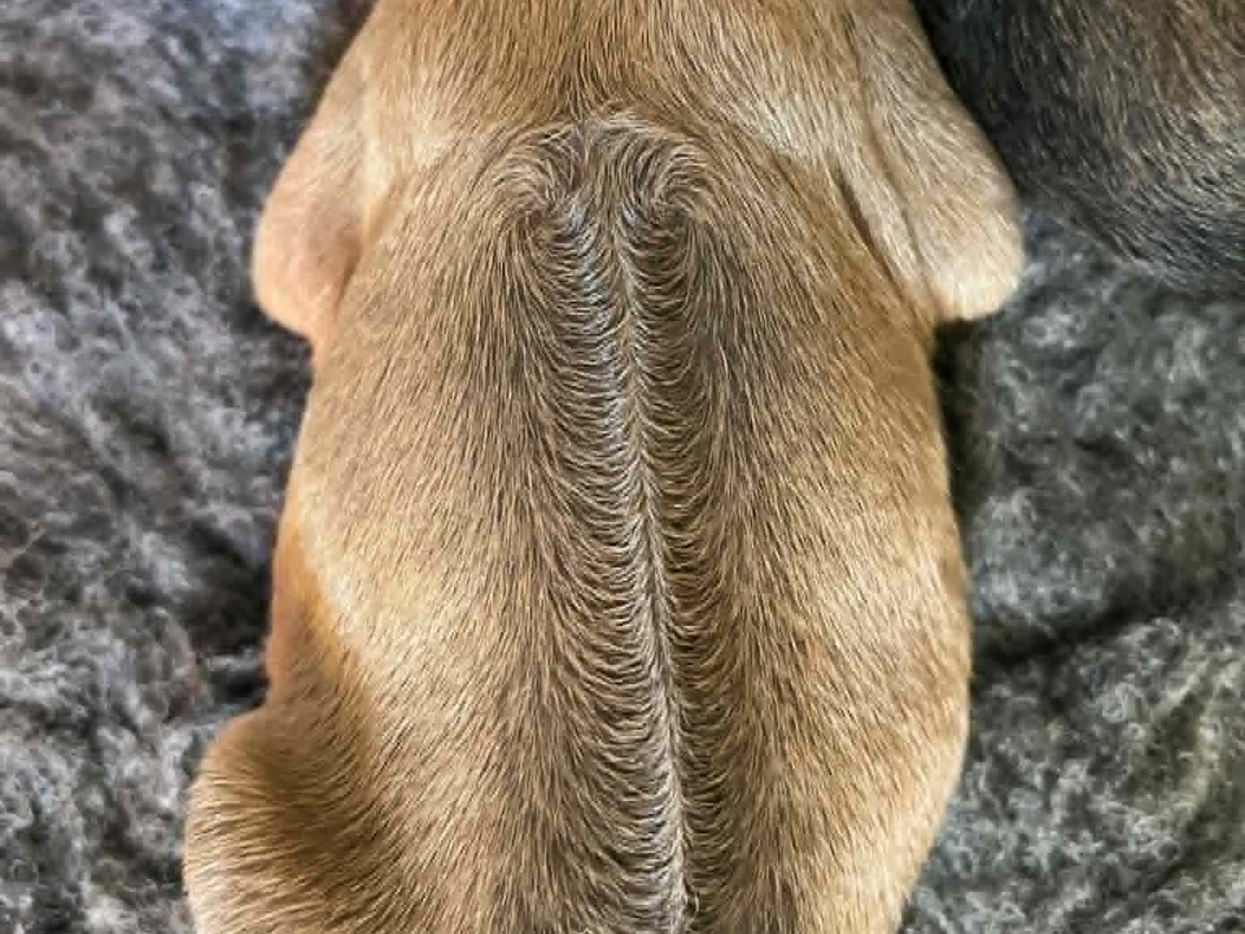 Rhodesian ridgeback