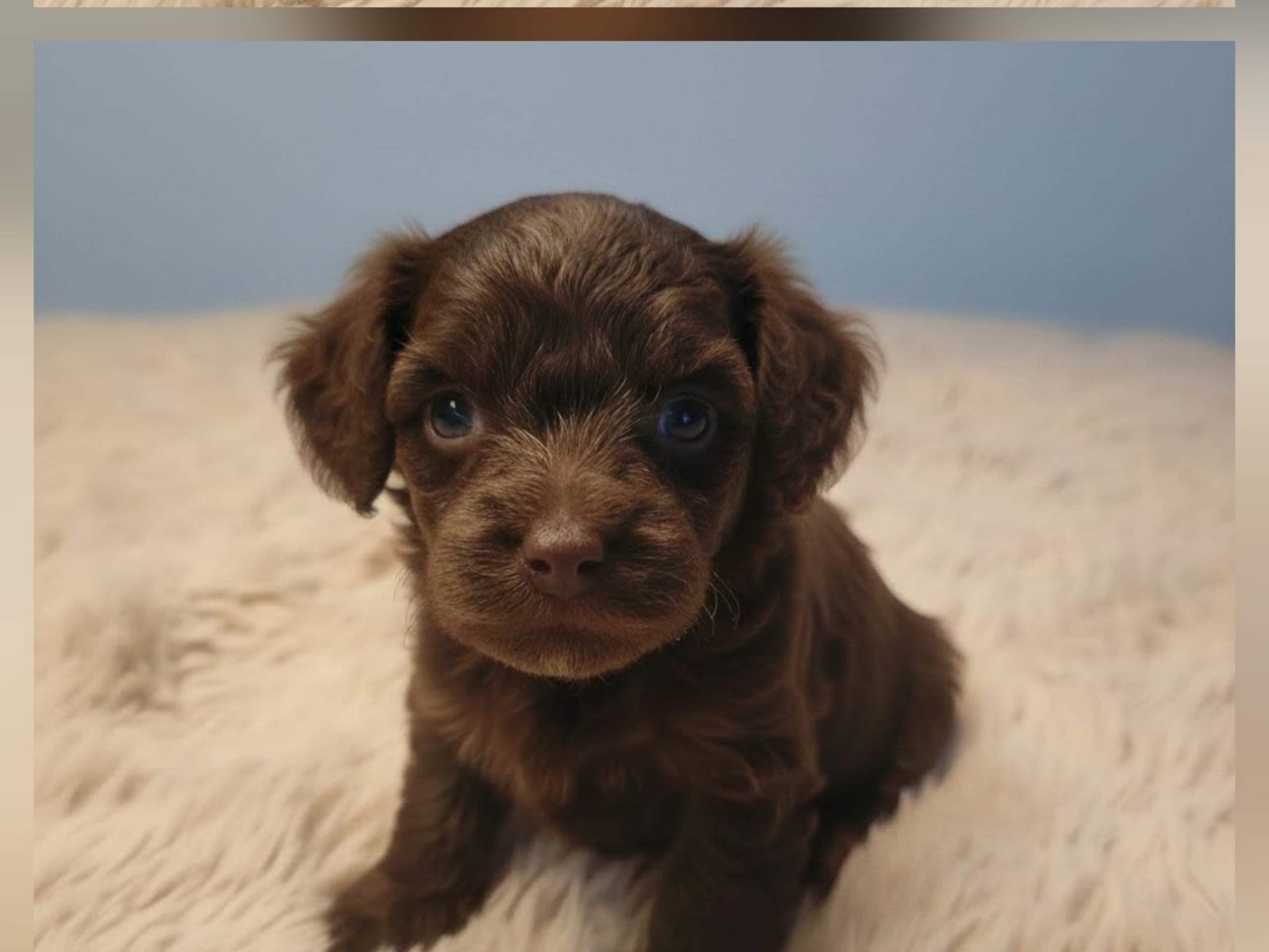 Maltipoo · Långås · Snöflingans maltipoo