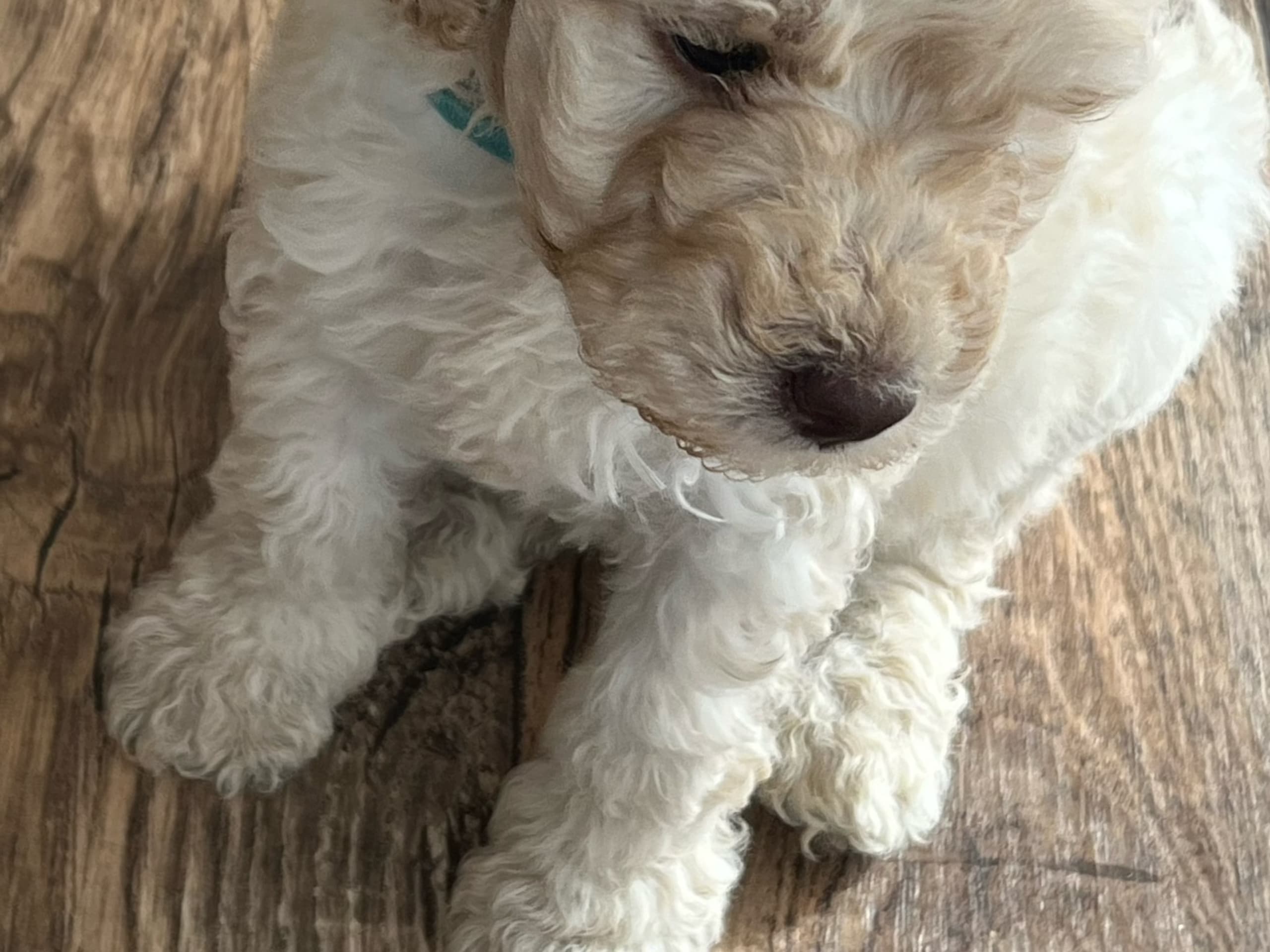 Multigenerations Labradoodle · Höör · Estersdoodlar
