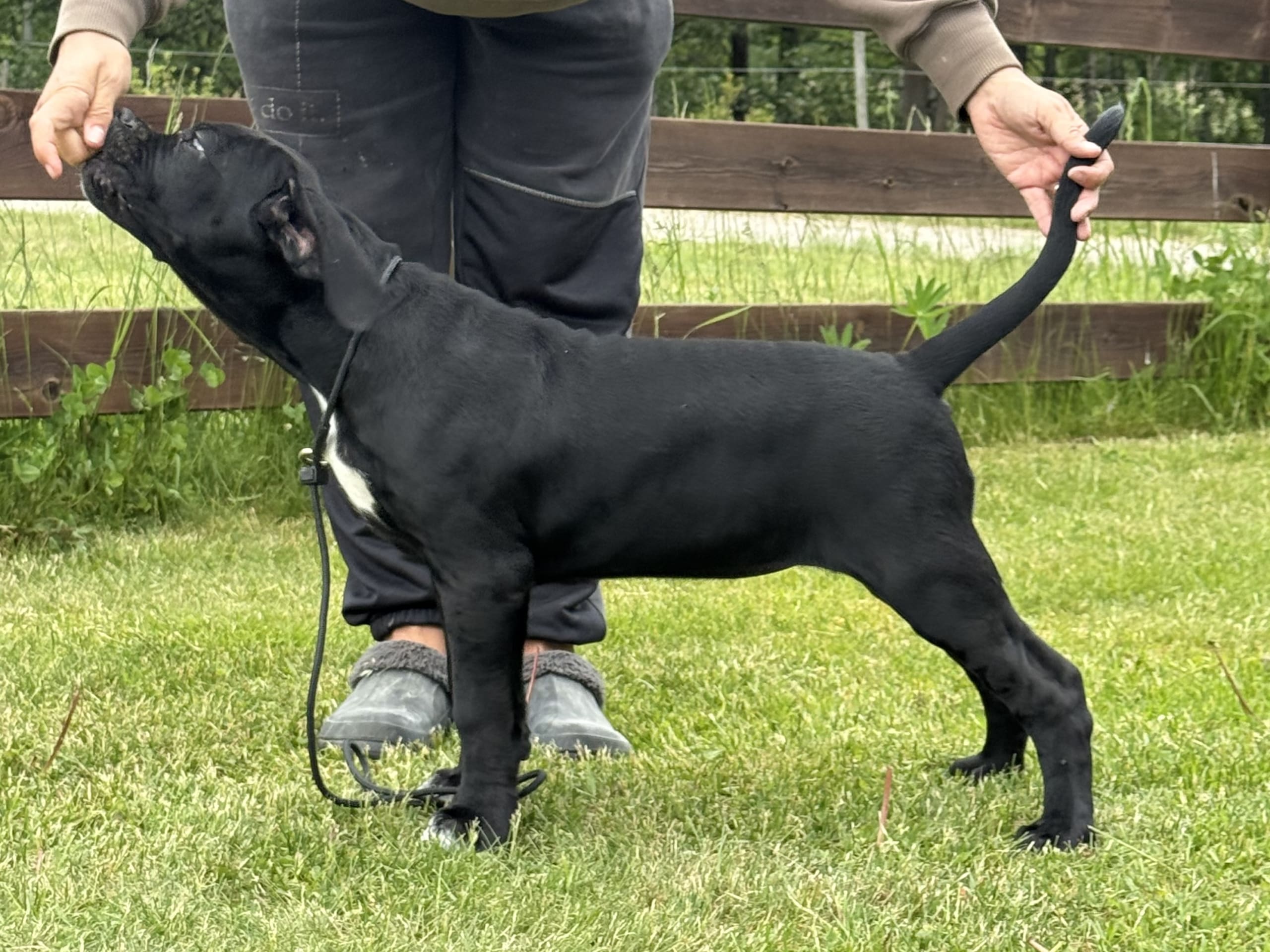 Cane corso