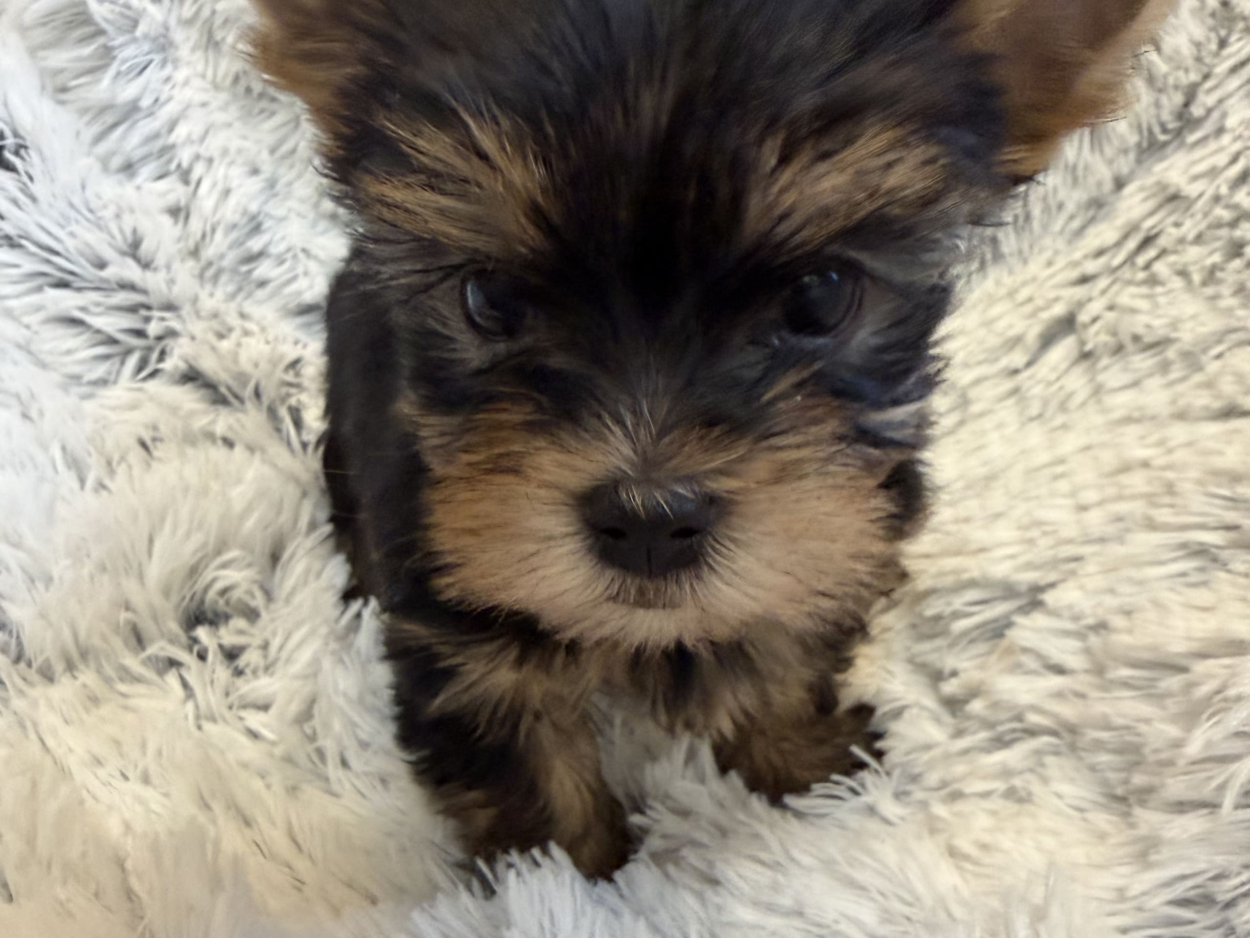 Yorkshireterrier