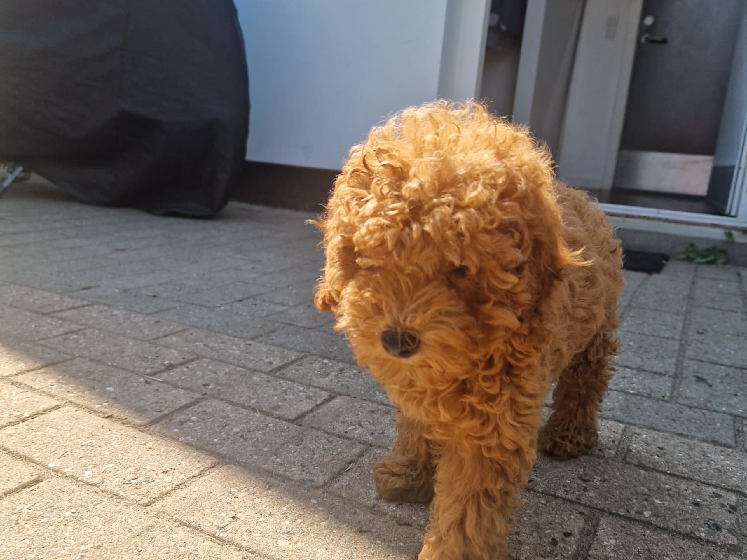 Toy Poodle