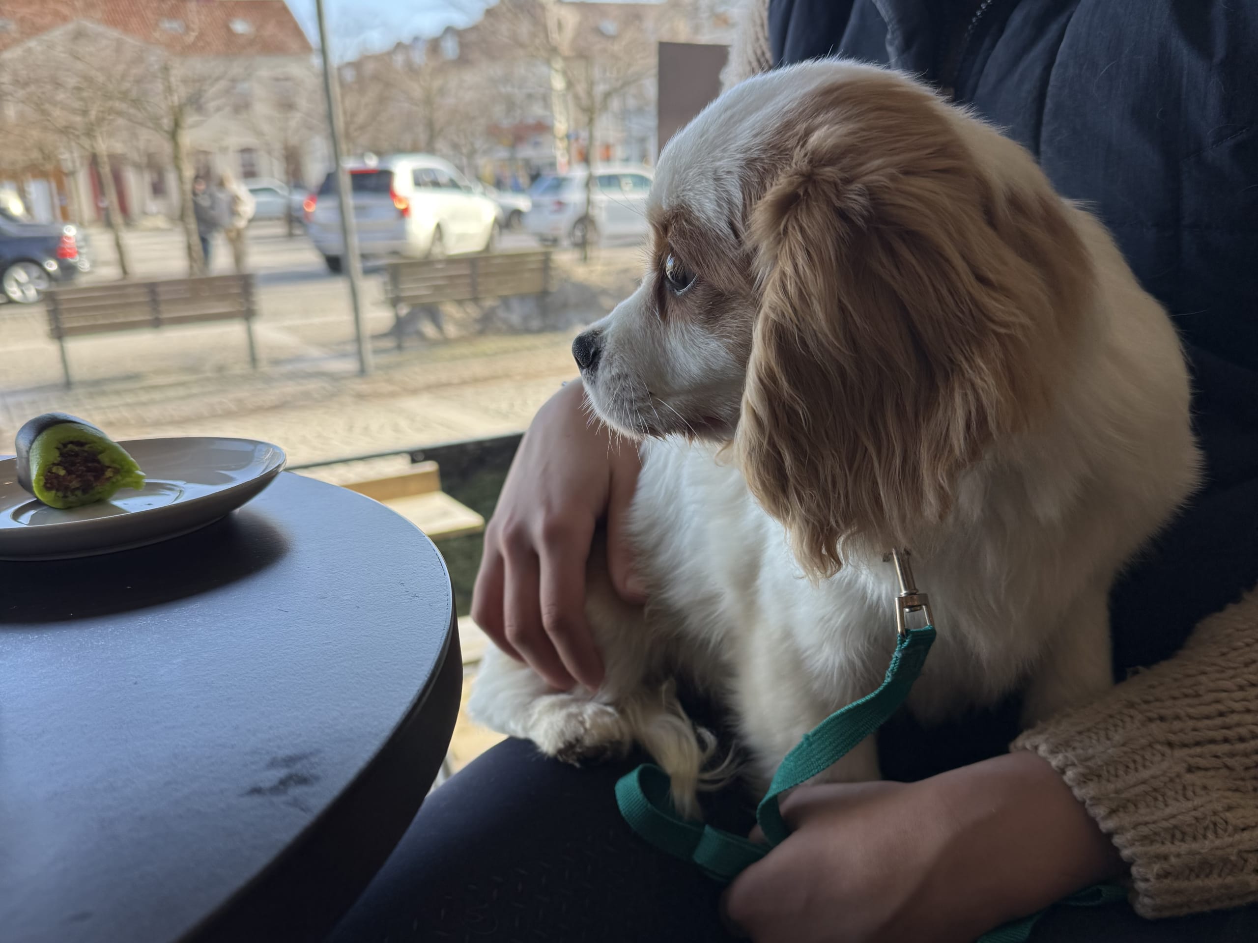 Cavalier king charles spaniel