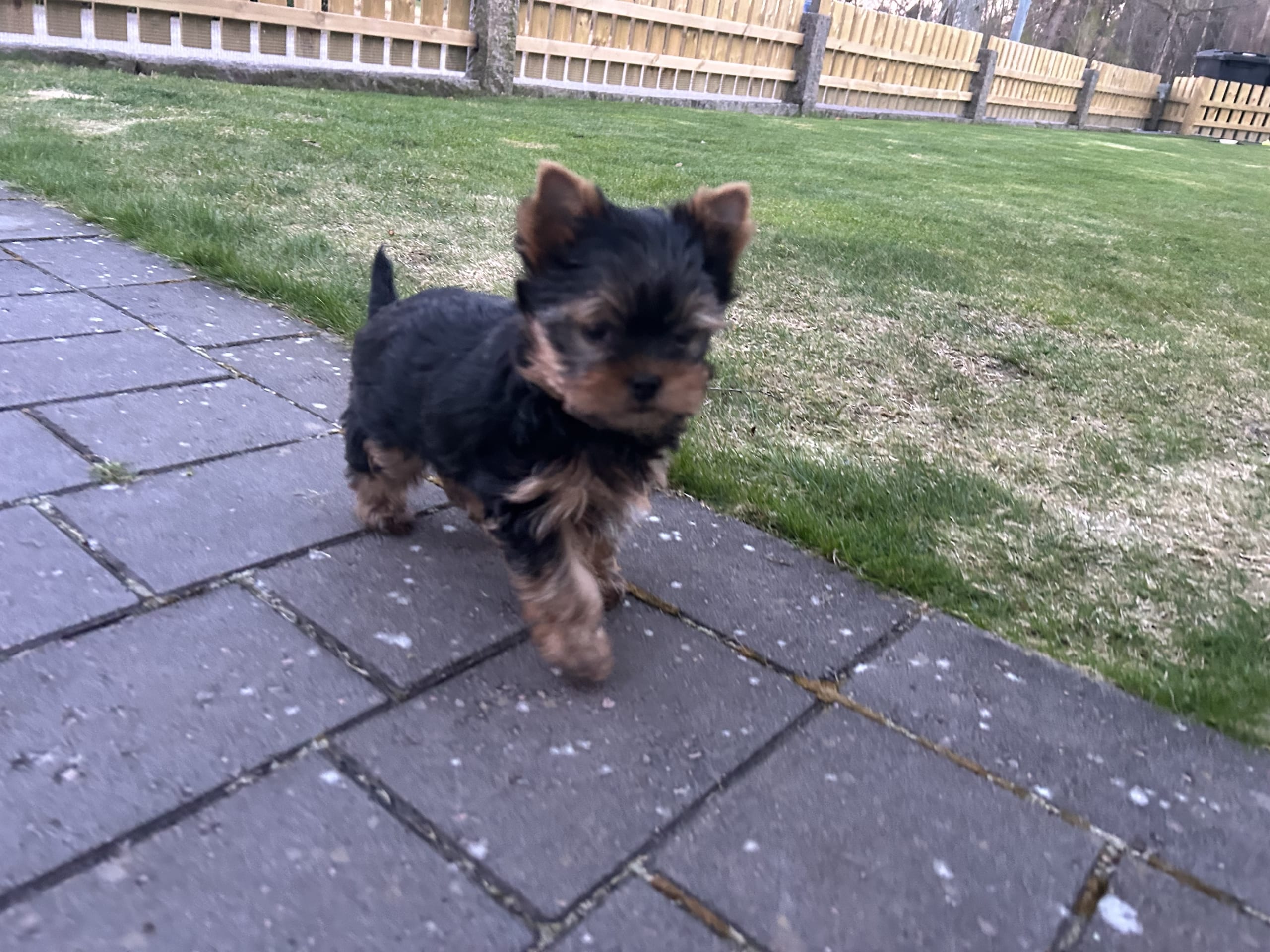 Yorkshireterrier