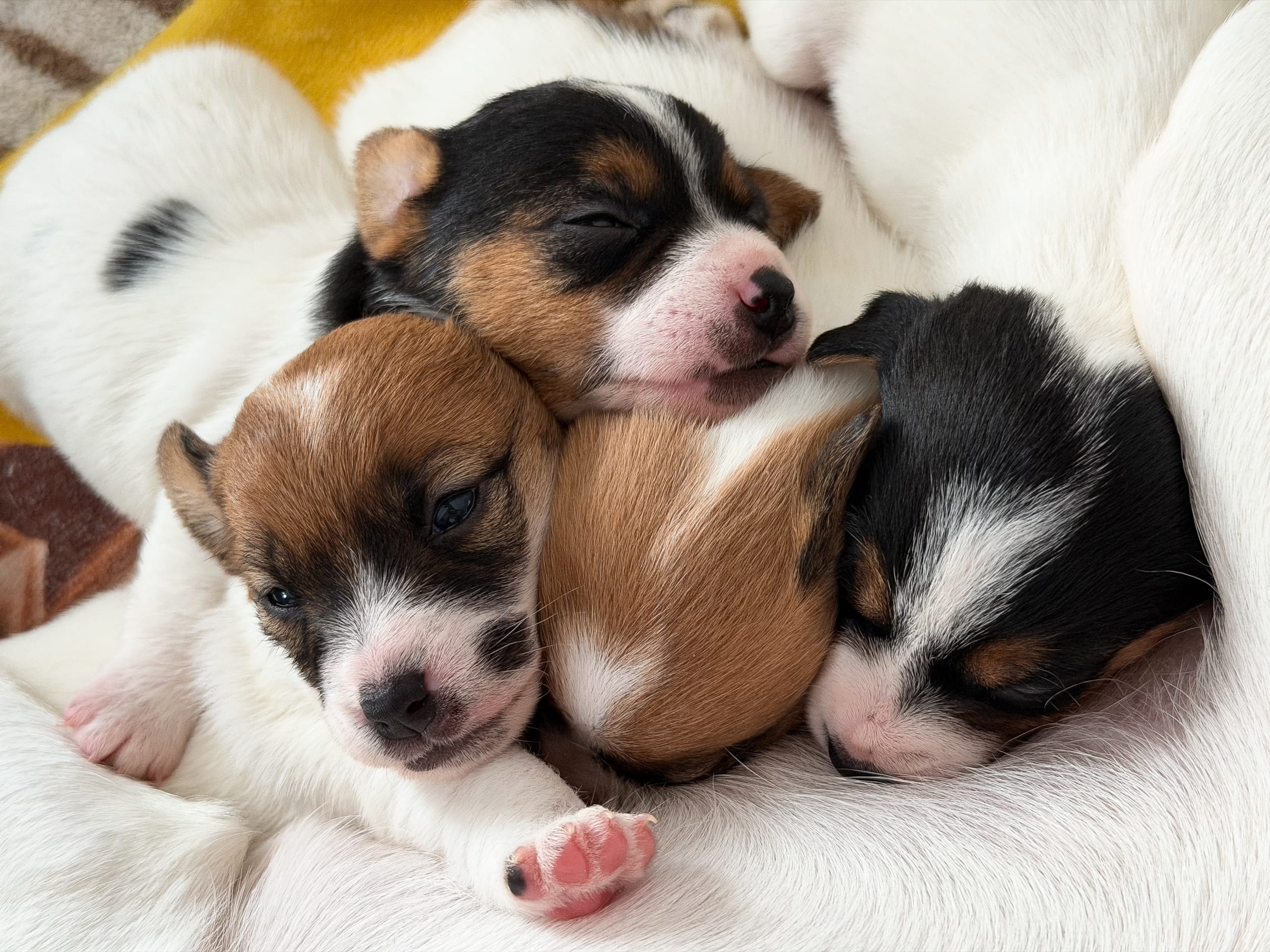 Jack russell terrier