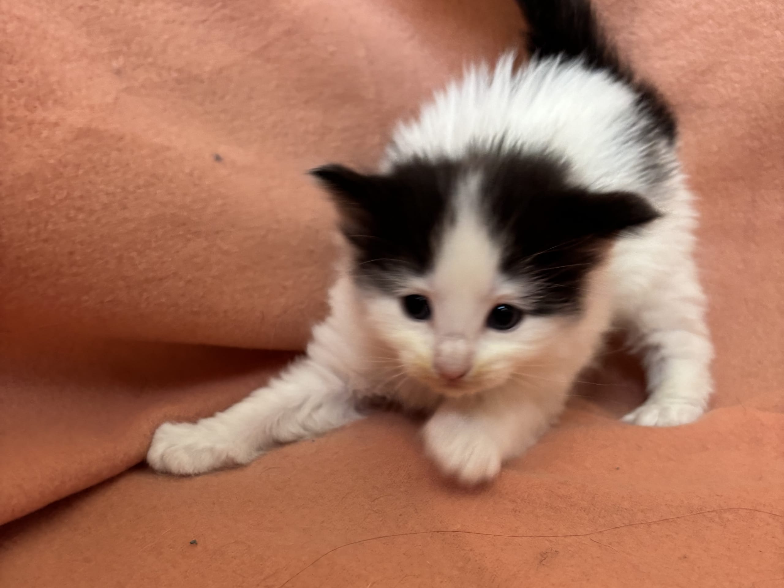 Norsk skogkatt