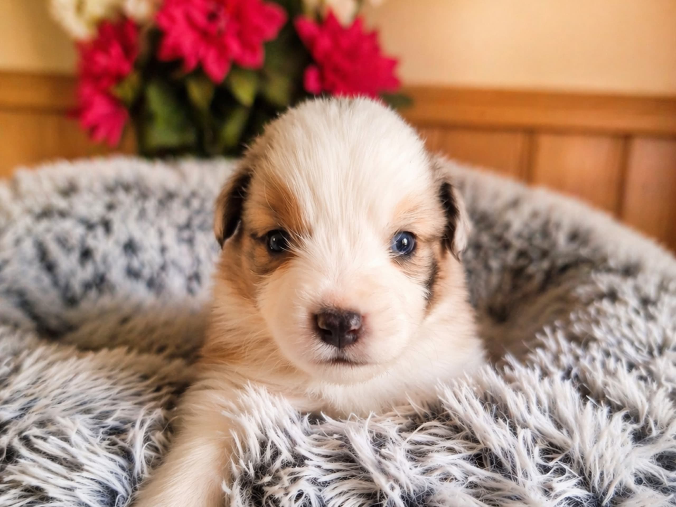 Miniature american shepherd
