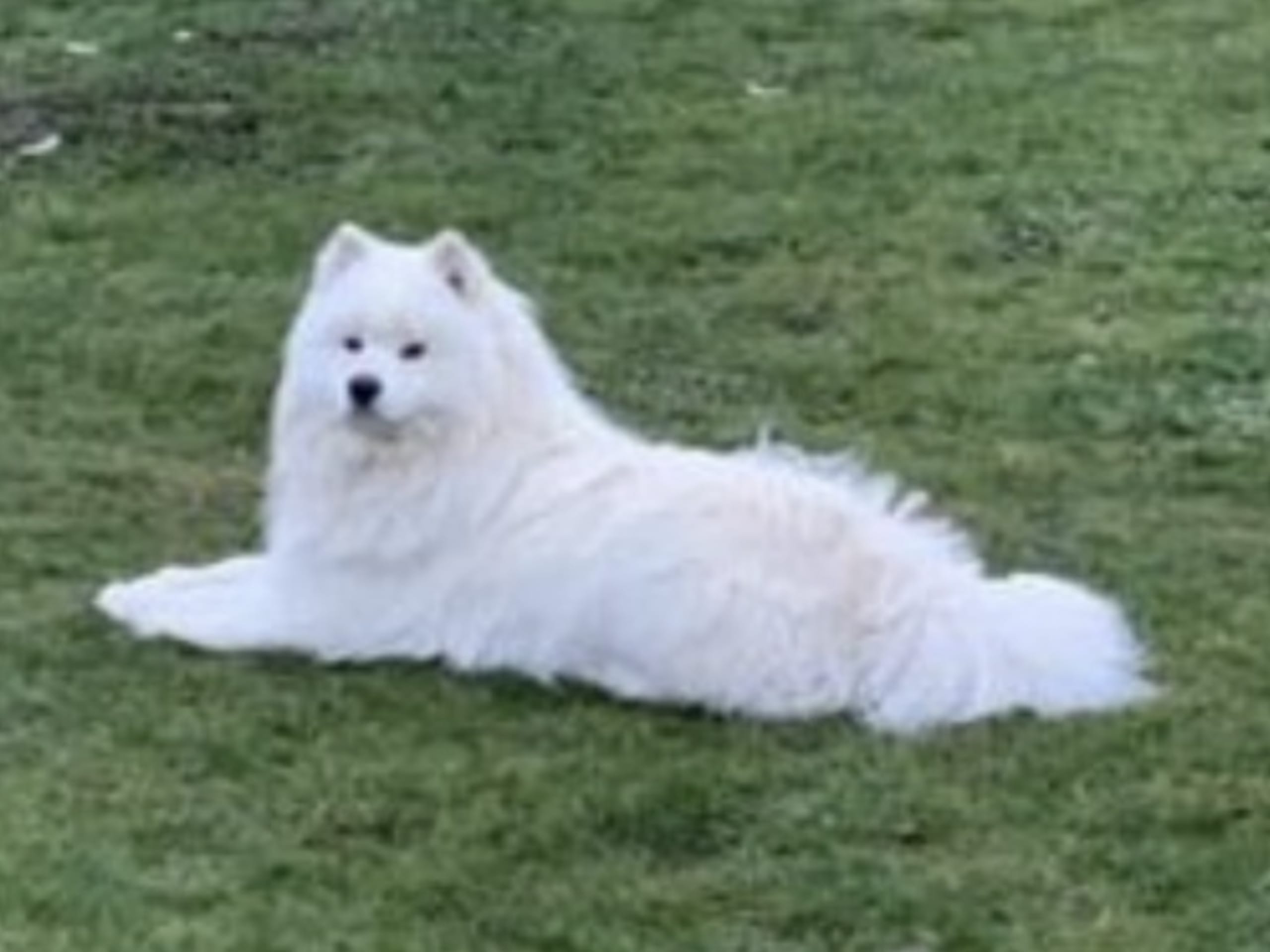 Samojedhund