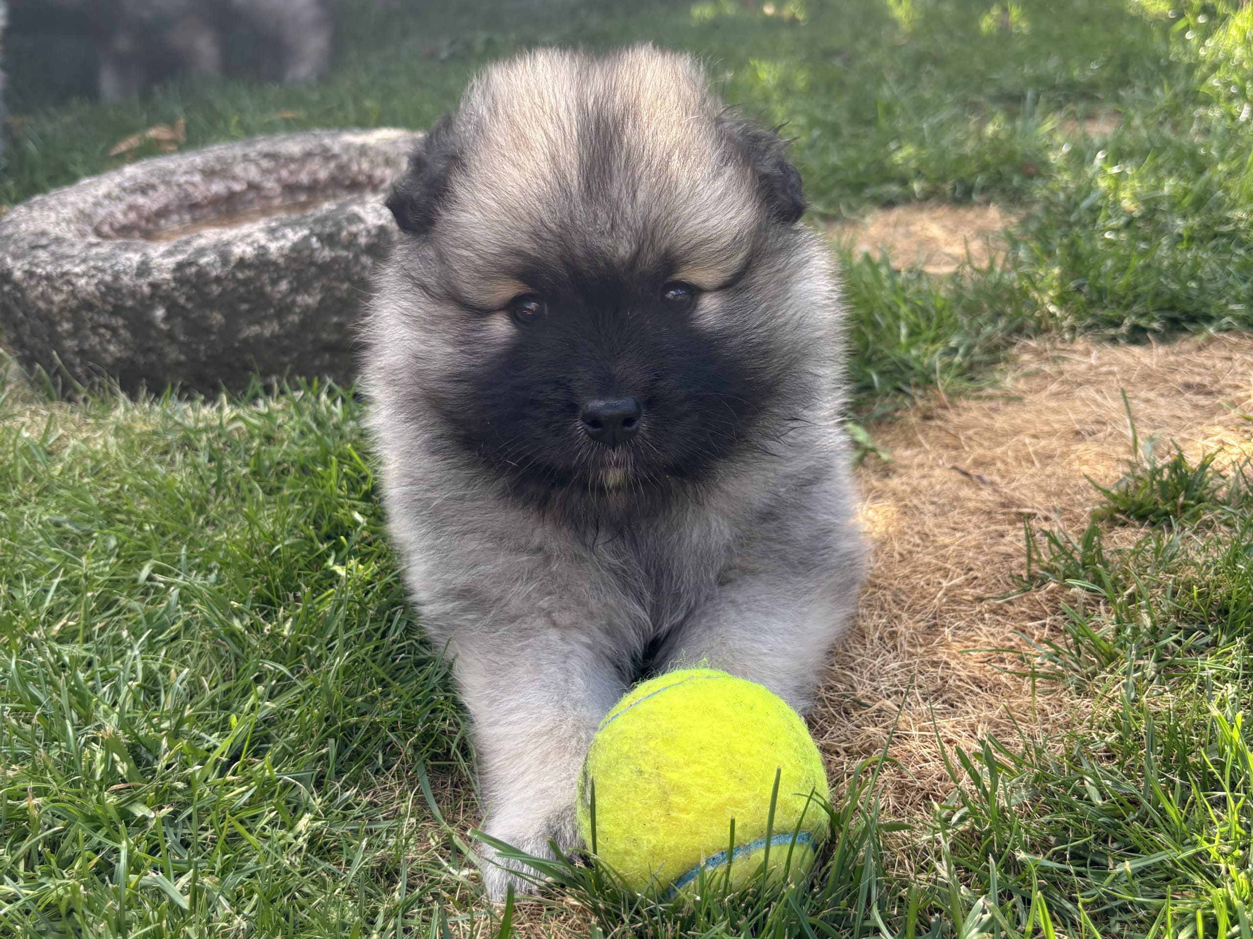 Keeshond