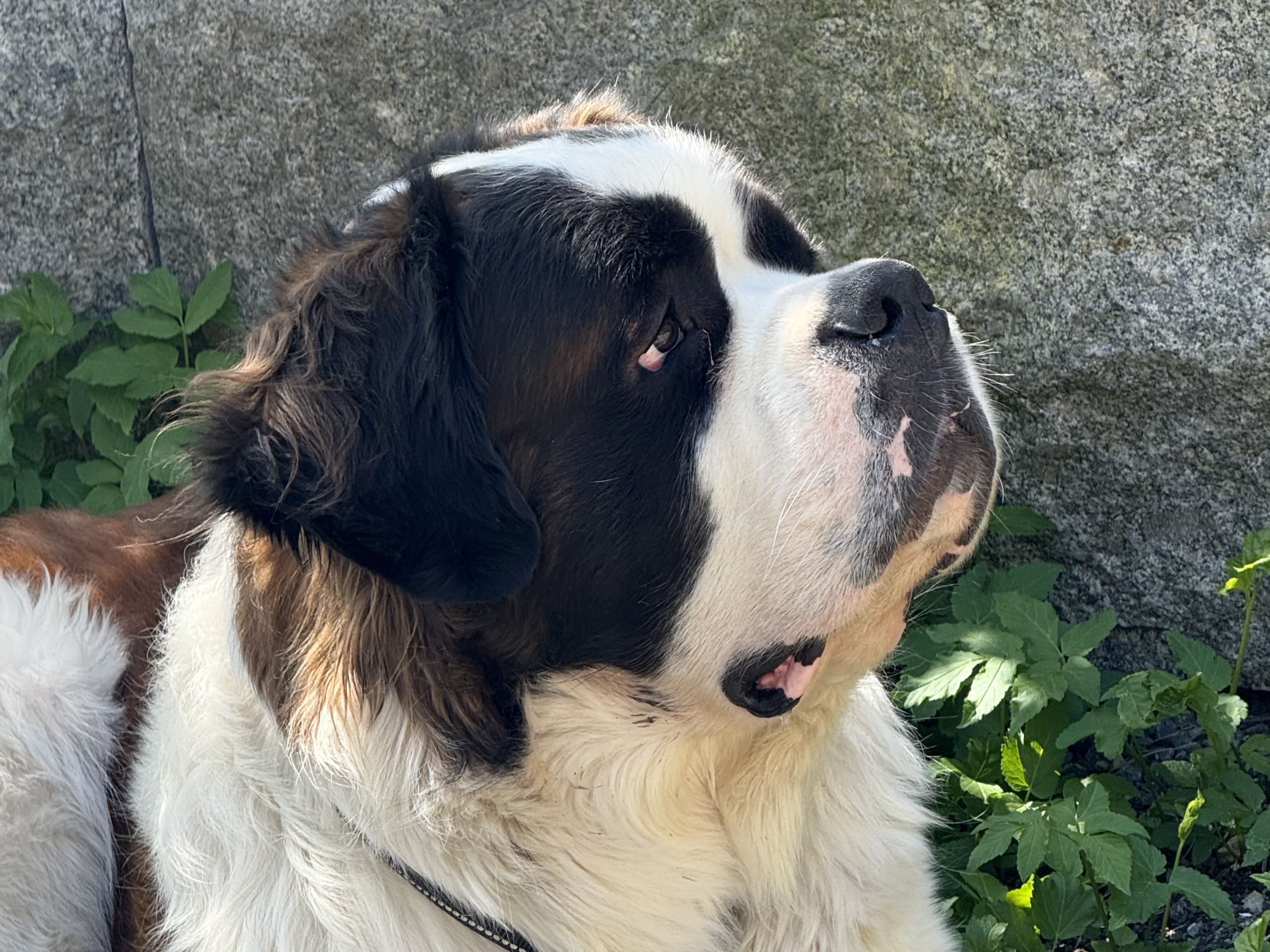 Sankt bernhardshund