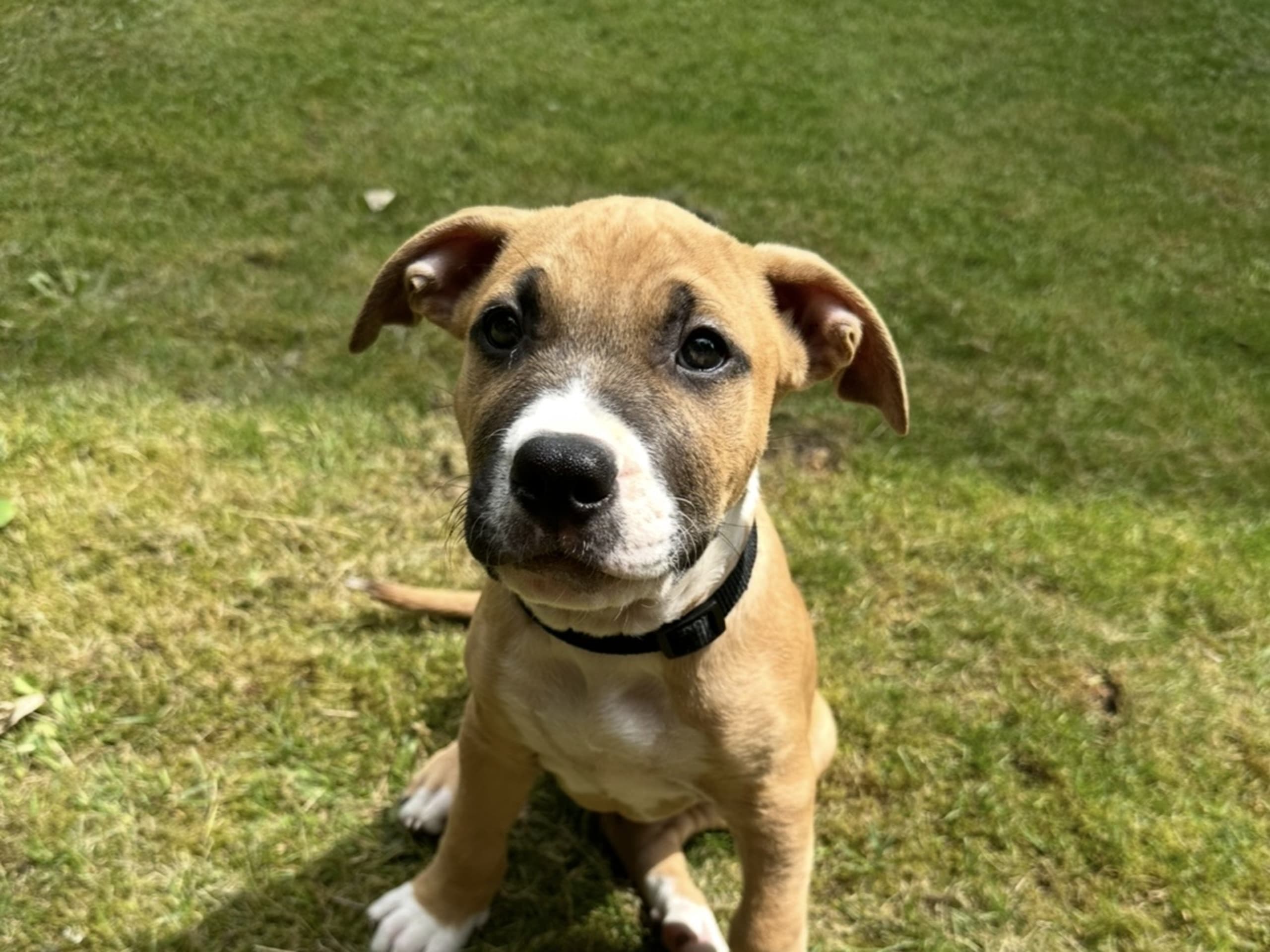 American Bully · Växjö · Nova P.