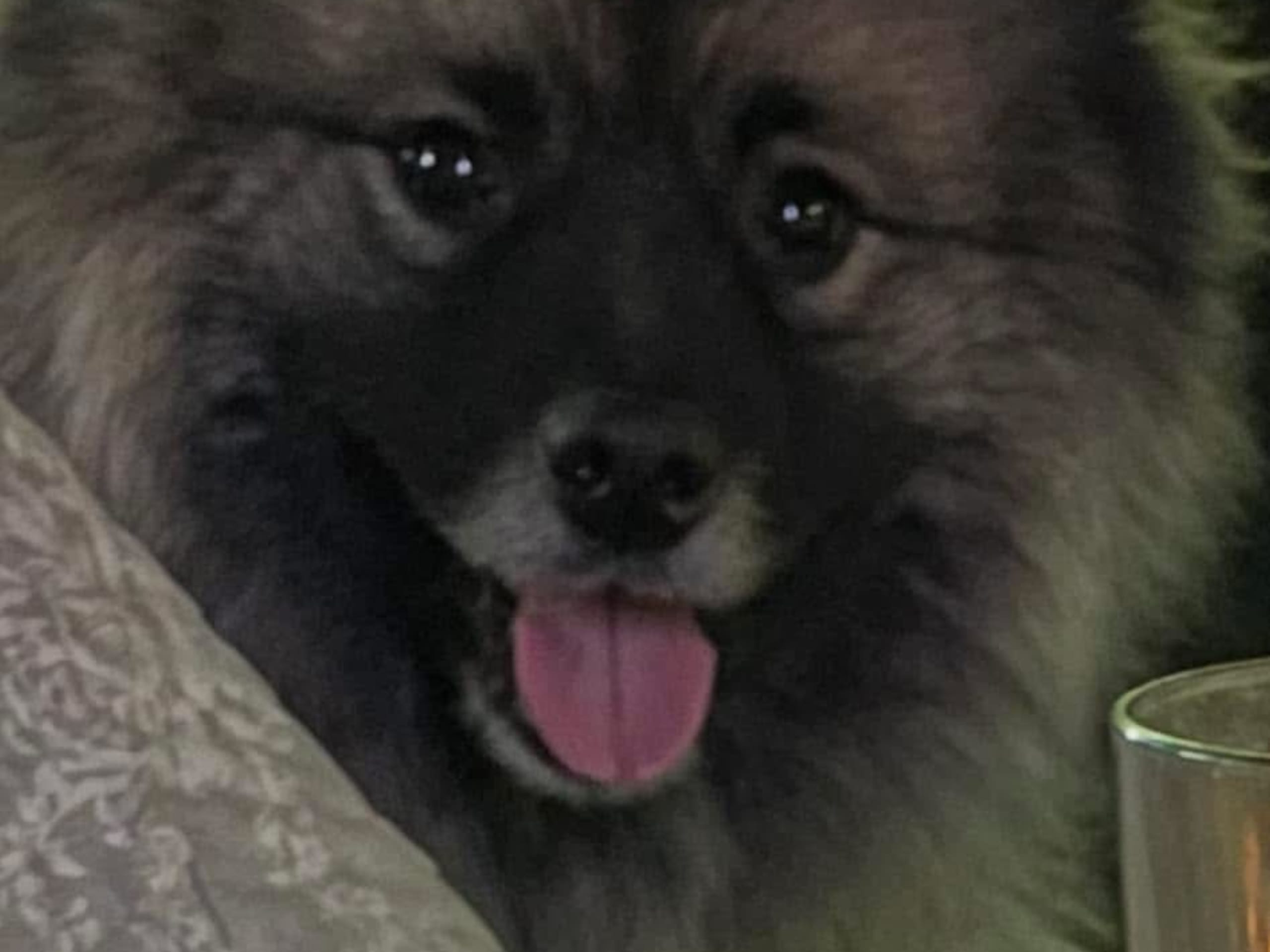 Keeshond