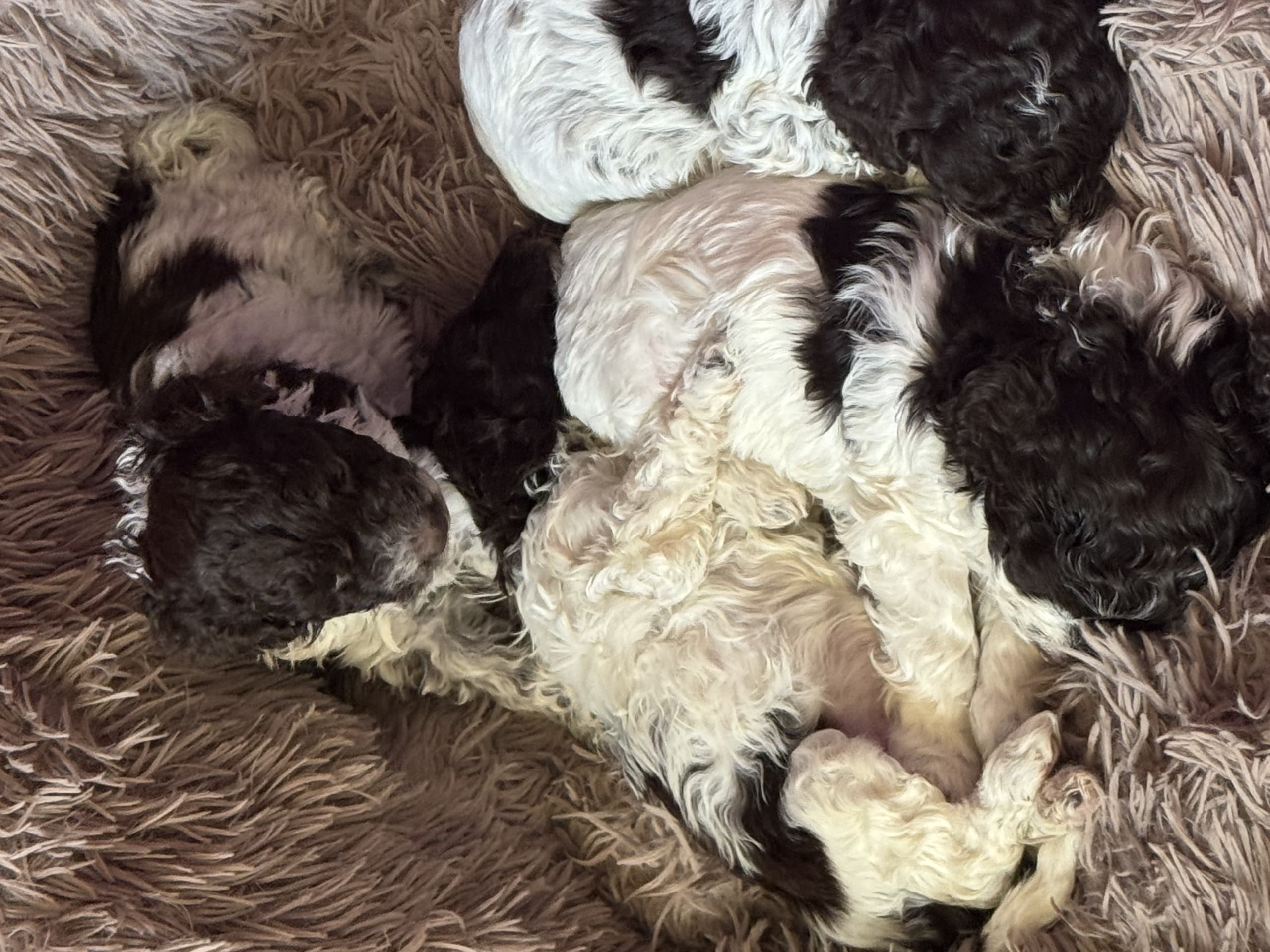 Lagotto romagnolo